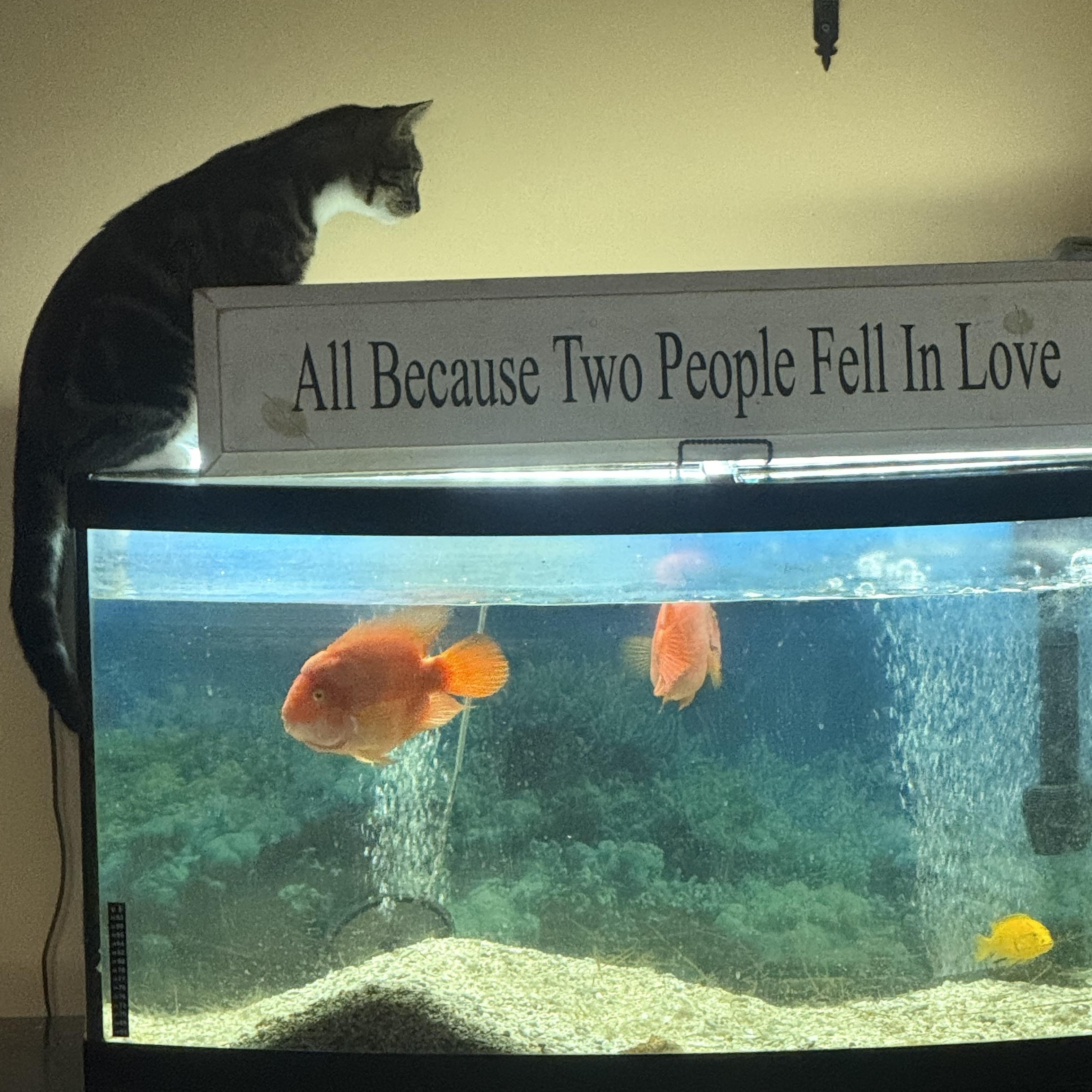 Enlarge Noah, a Adoptable Tabby in Minneapolis, MN image 4/4