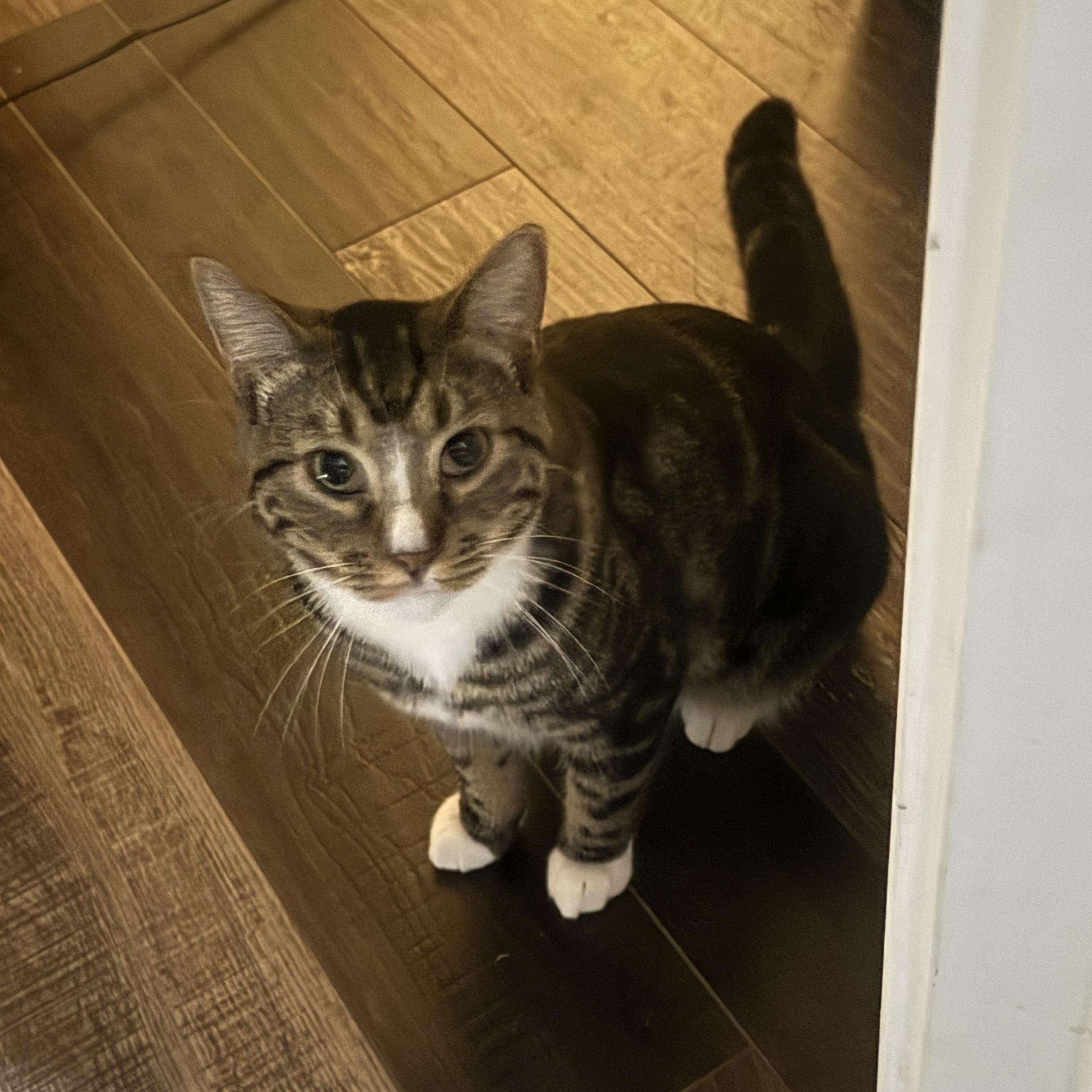 Enlarge Nikkah, a Adoptable Tabby in Minneapolis, MN image 5/6