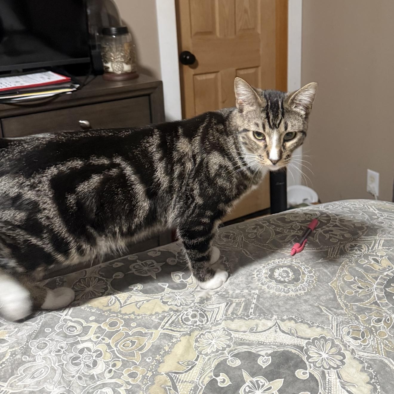 Enlarge Noah, a Adoptable Tabby in Minneapolis, MN image 2/4