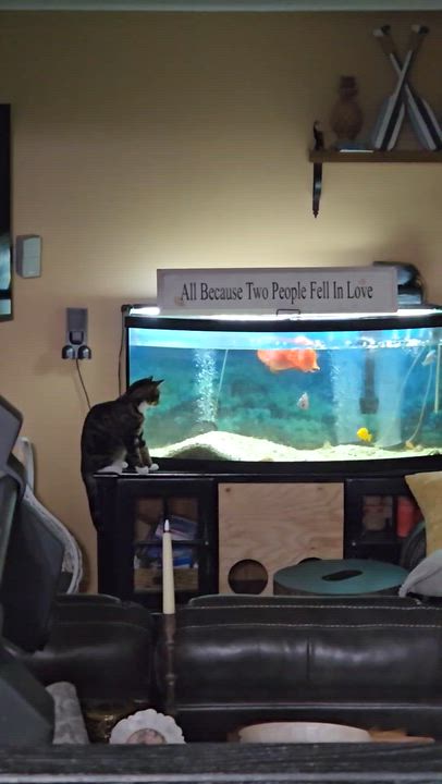 Enlarge Noah, a Adoptable Tabby in Minneapolis, MN video 3/4