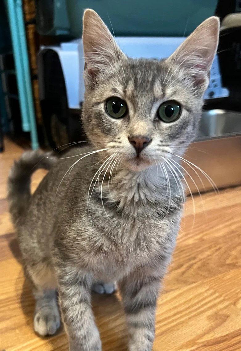 Ostrich 9.1.25, Adoptable, Kitten Male Domestic Short Hair.