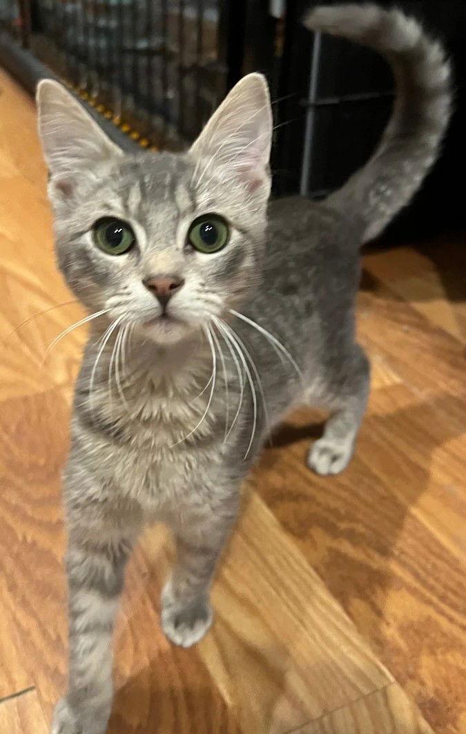 Enlarge Ostrich 9.1.25, a Adoptable Domestic Short Hair in Apopka, FL image 2/2