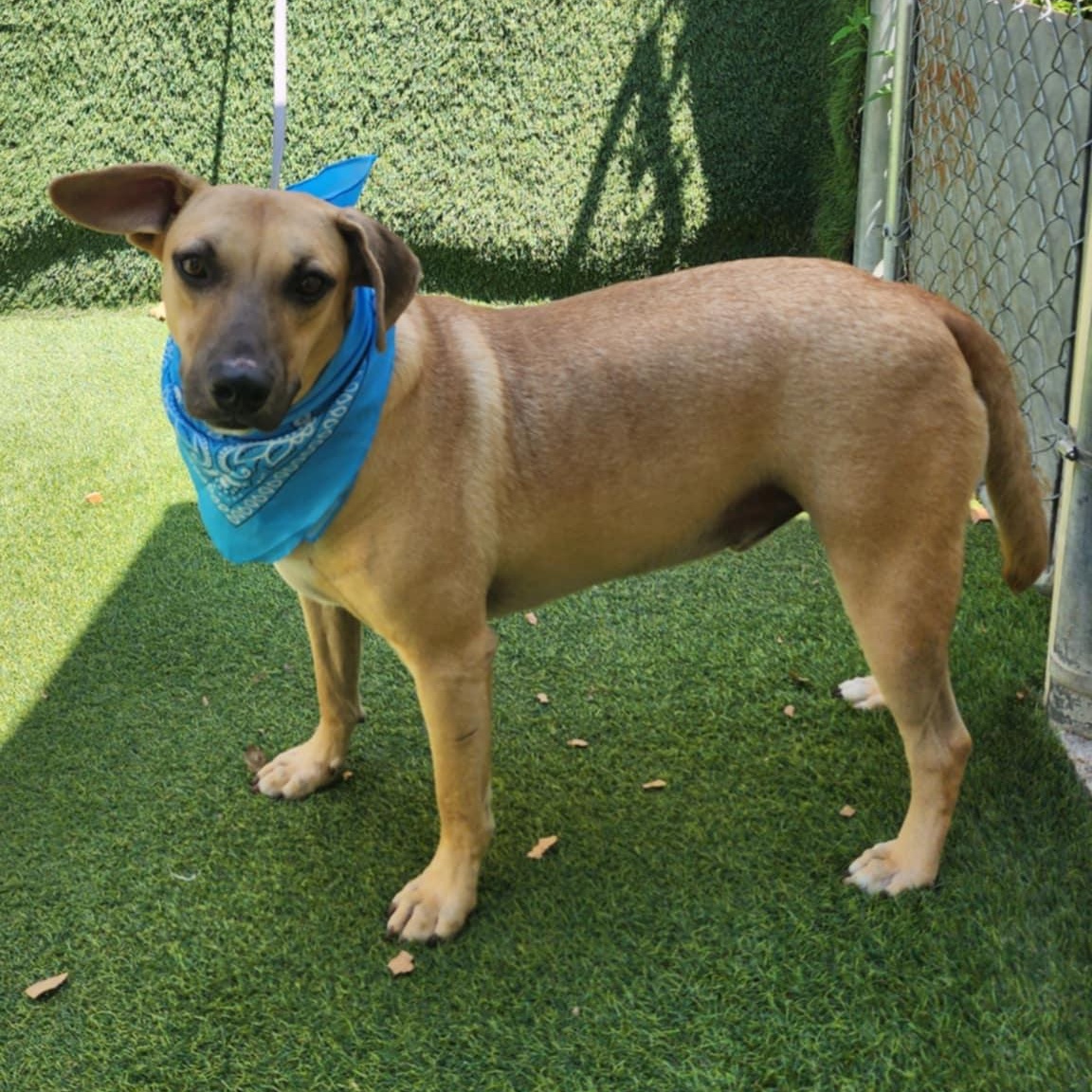 Jack — thumbnail 3