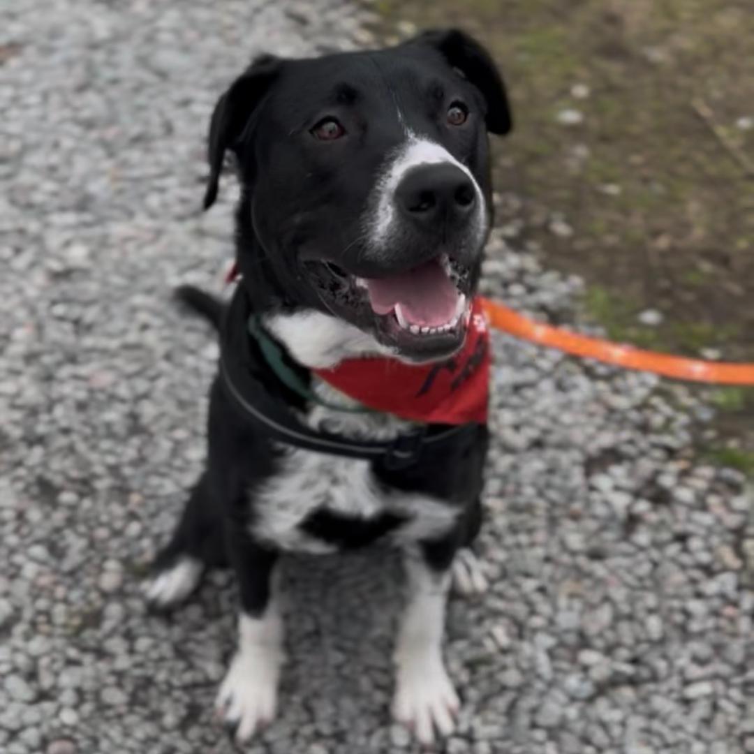 Frank (In Foster Care), Adoptable, Young Male Mixed Breed.