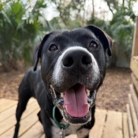 Enlarge Frank (In Foster Care), a Adoptable Mixed Breed in Charleston, SC image 3/3