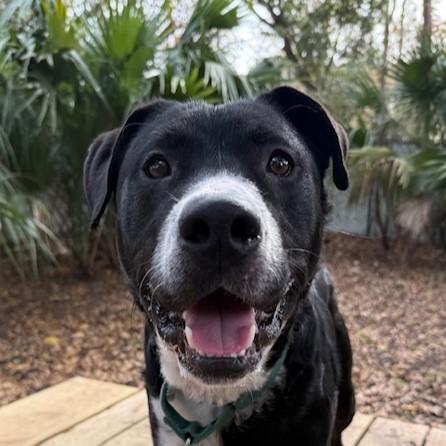Enlarge Frank (In Foster Care), a Adoptable Mixed Breed in Charleston, SC image 1/3
