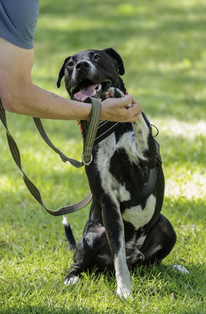 Frank (In Foster Care), a Adoptable Mixed Breed in Charleston, SC image 2/4