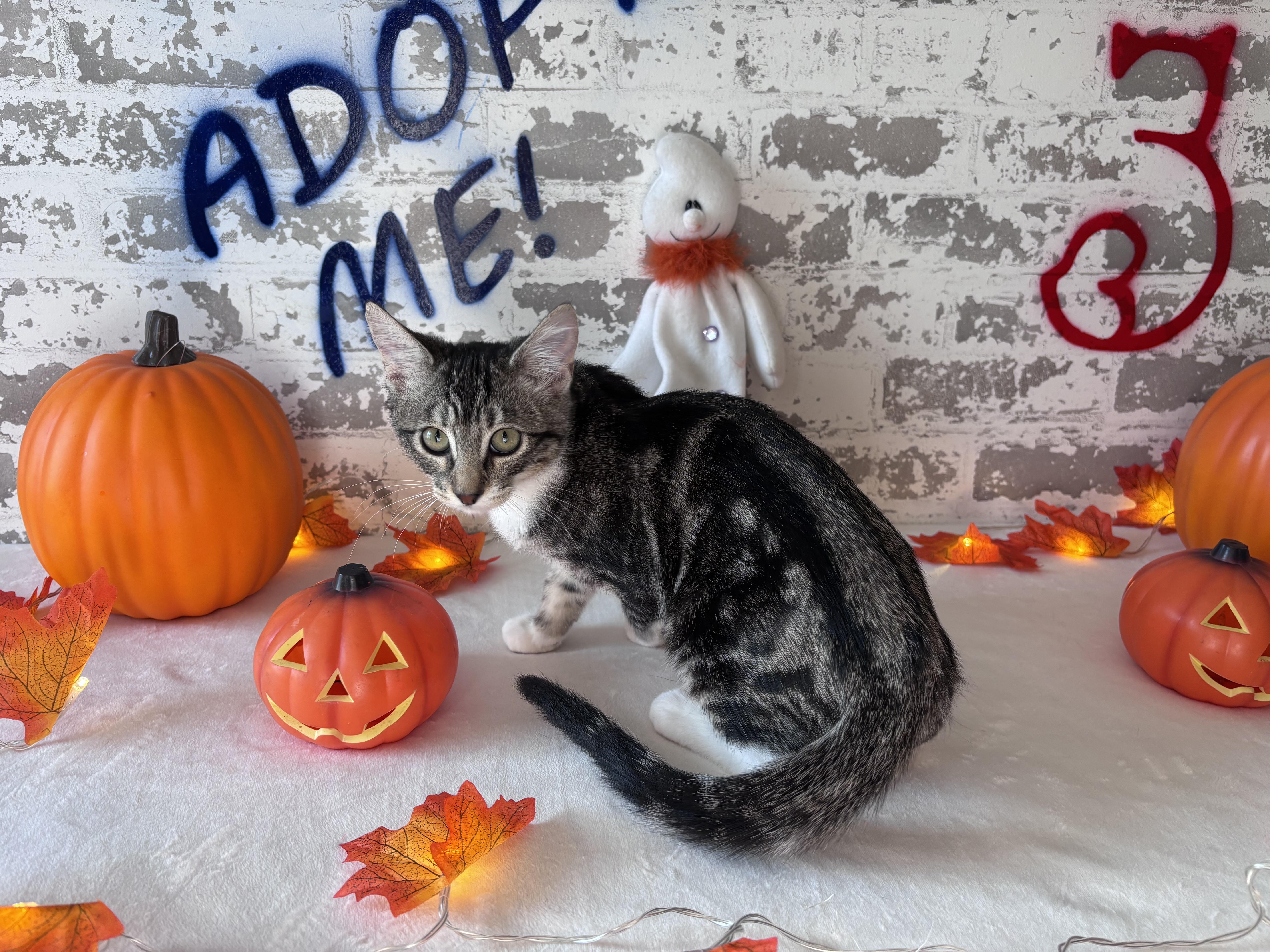 Enlarge Tabitha, a Adoptable Domestic Short Hair in queen creek, AZ image 1/1