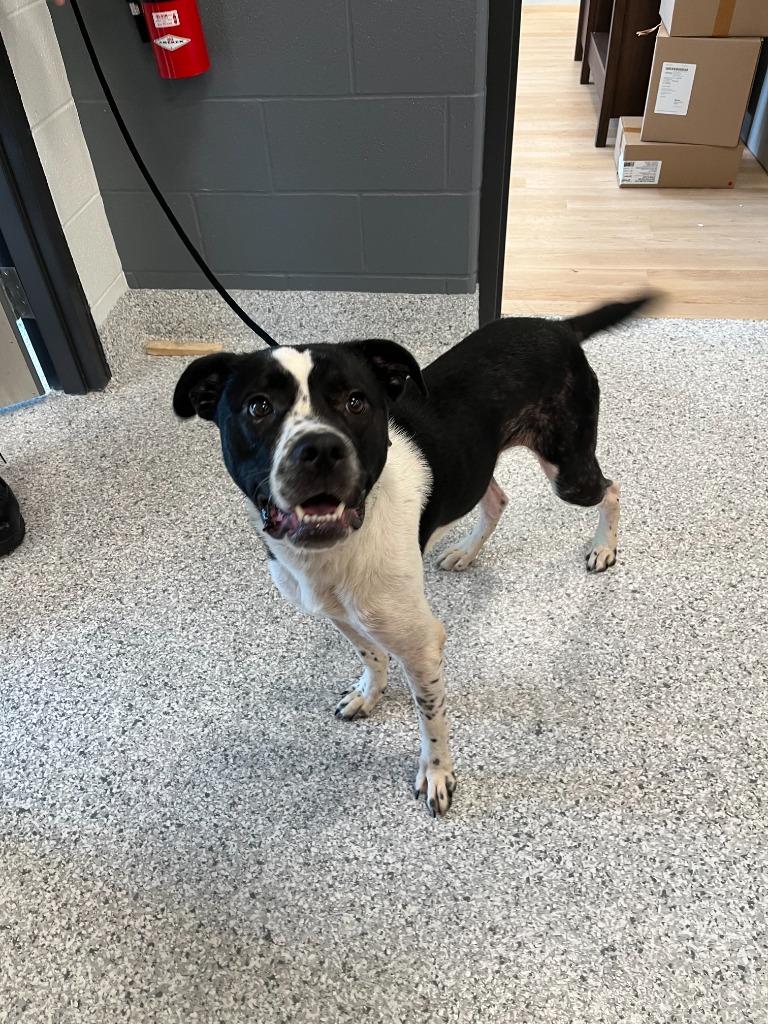 Enlarge Trip, a Adoptable mixed breed in St Thomas, ON image 1/1