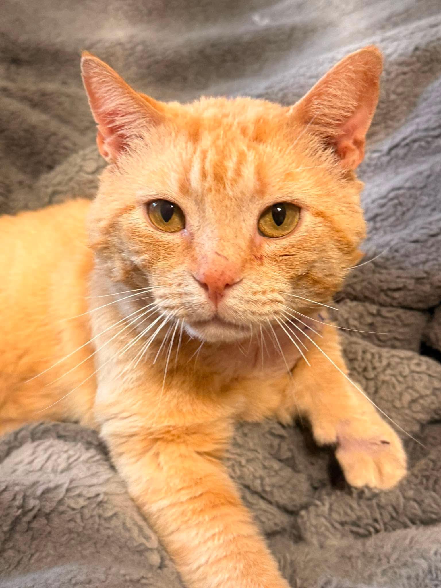 Sherbet, a Adoptable Domestic Short Hair in Randolph, AL image 1/5
