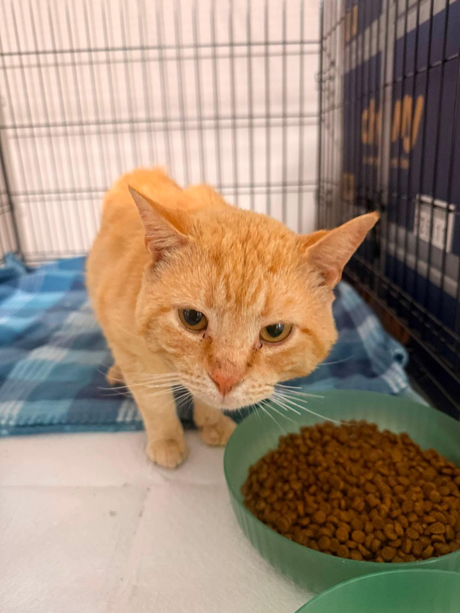 Sherbet, a Adoptable Domestic Short Hair in Randolph, AL image 2/5