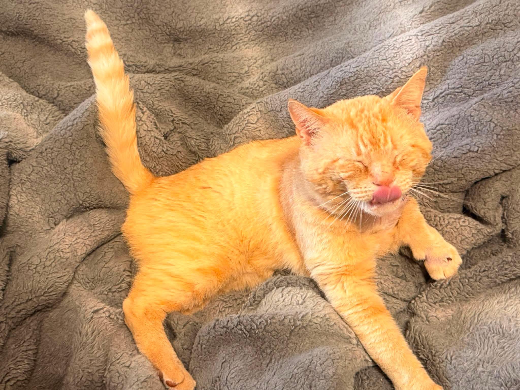 Sherbet, a Adoptable Domestic Short Hair in Randolph, AL image 3/5