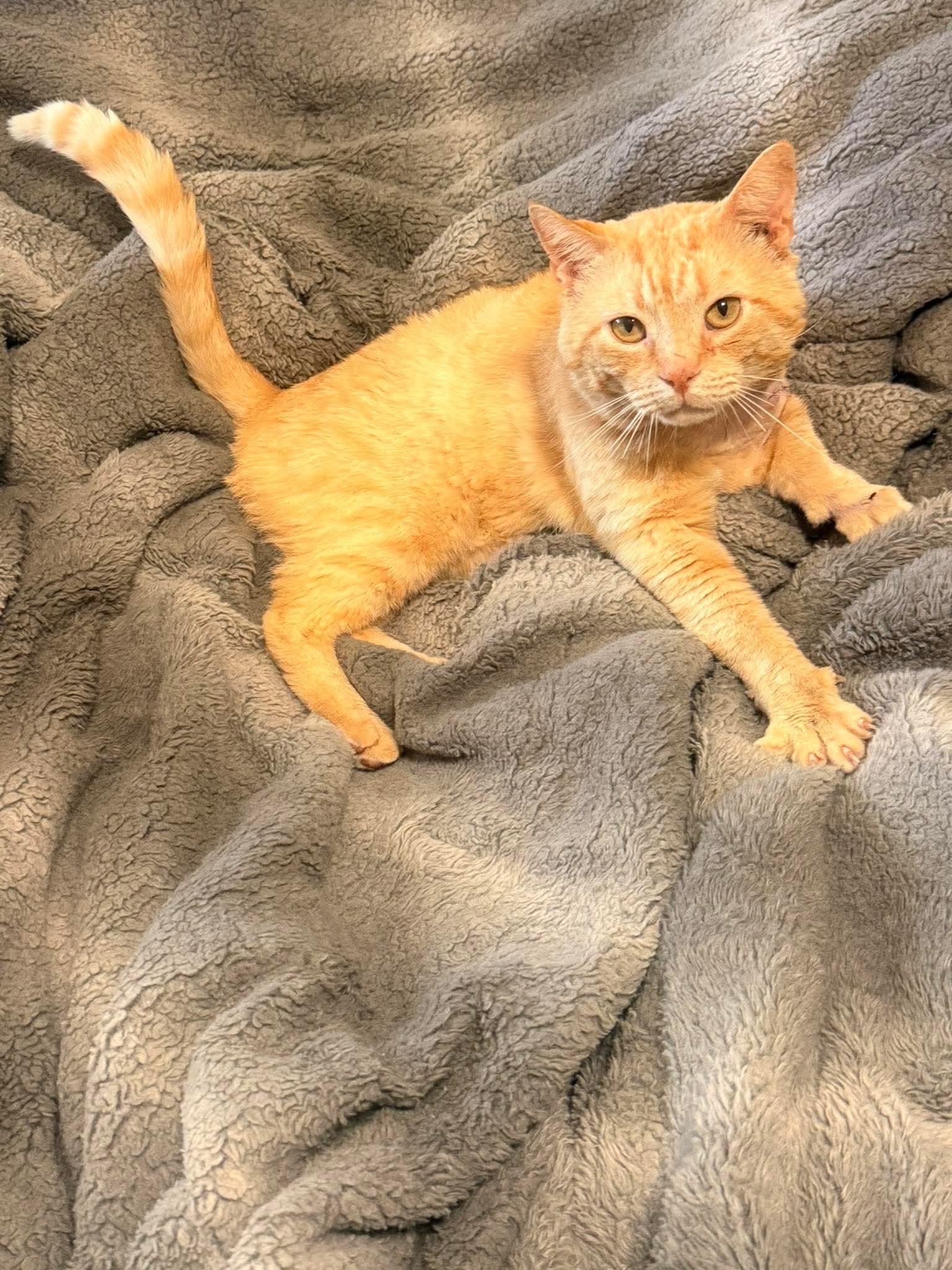 Sherbet, a Adoptable Domestic Short Hair in Randolph, AL image 4/5