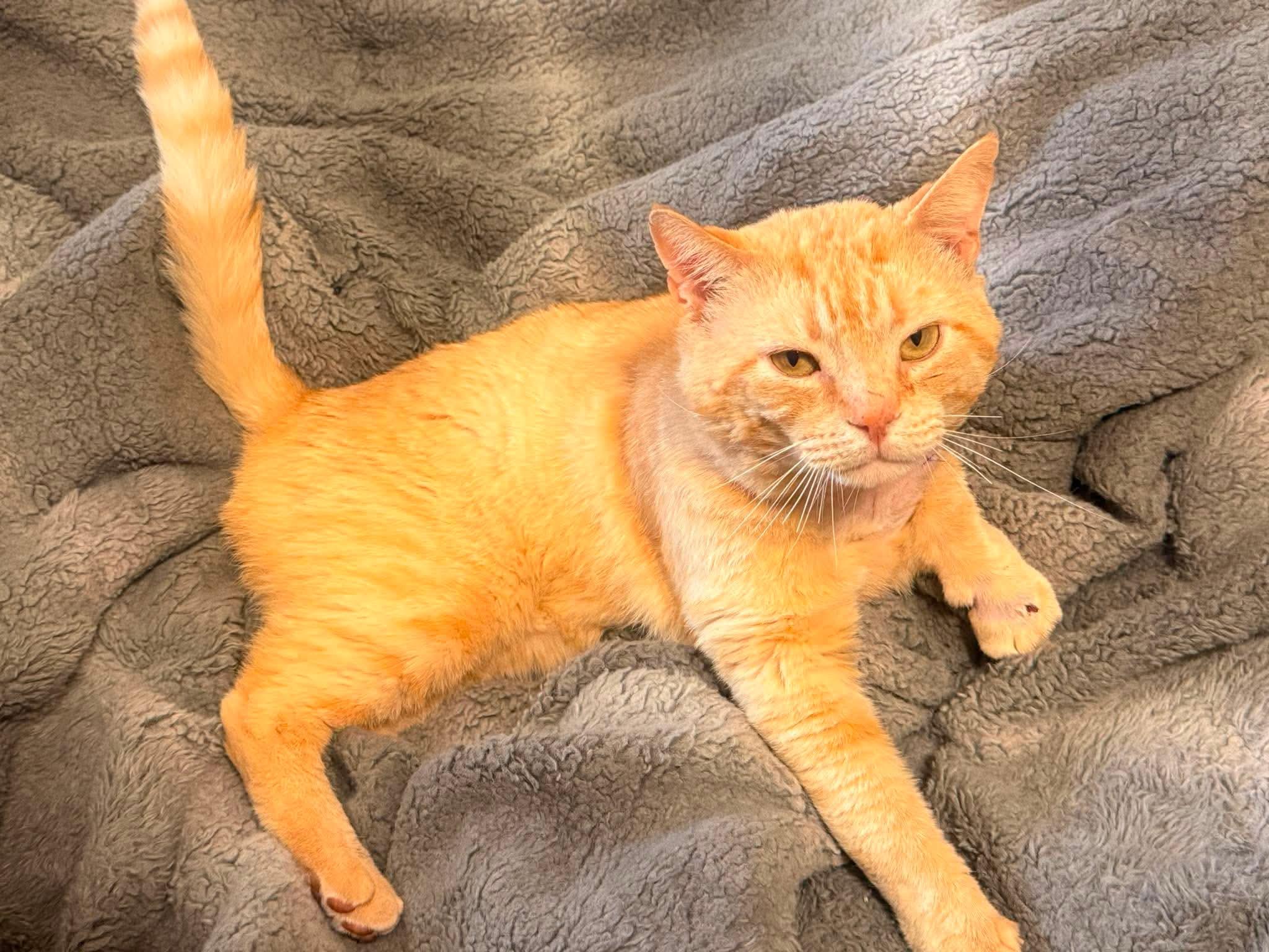 Sherbet, a Adoptable Domestic Short Hair in Randolph, AL image 5/5
