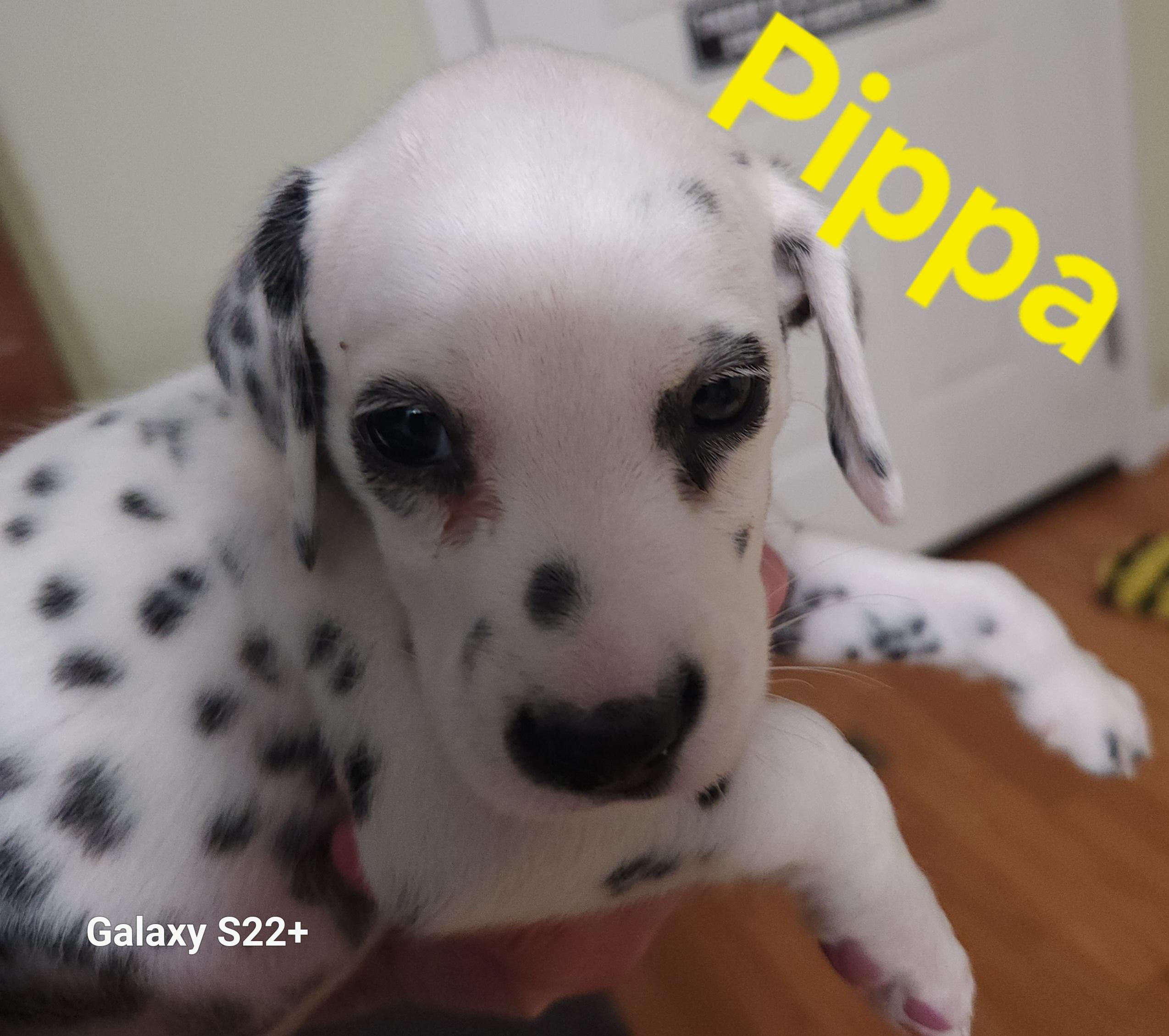Enlarge Pippa, a Adopted Dalmatian in North Augusta, SC image 2/4
