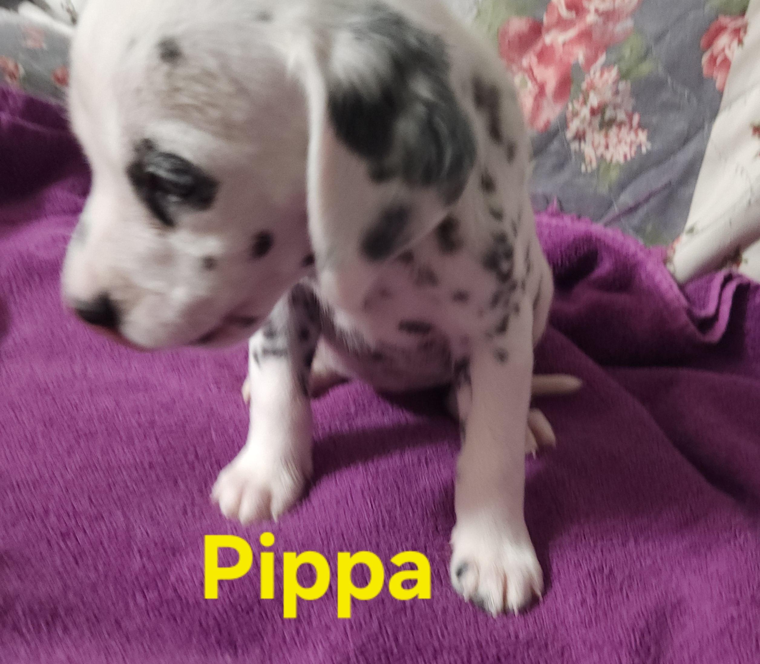 Enlarge Pippa, a Adopted Dalmatian in North Augusta, SC image 3/4