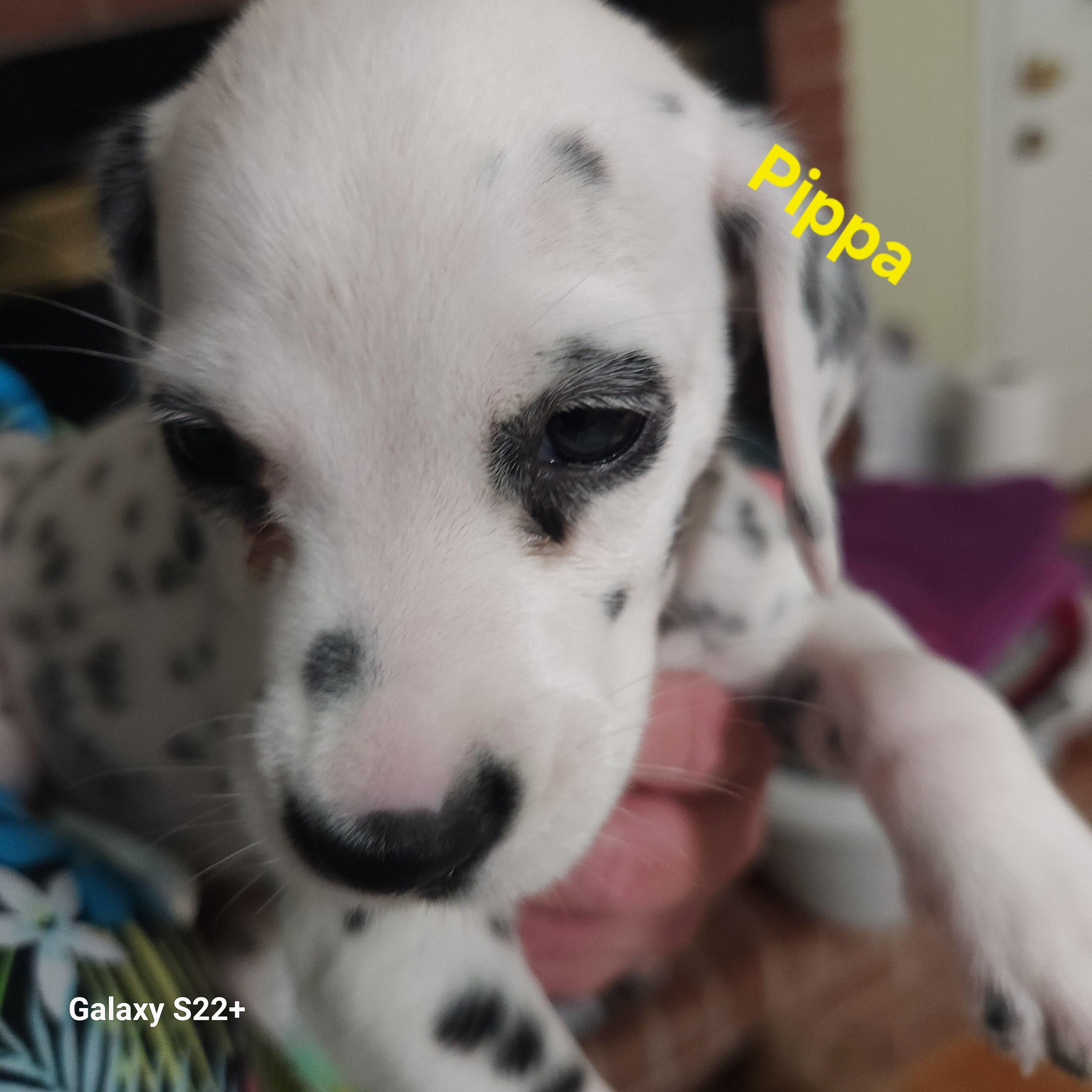 Enlarge Pippa, a Adopted Dalmatian in North Augusta, SC image 4/4