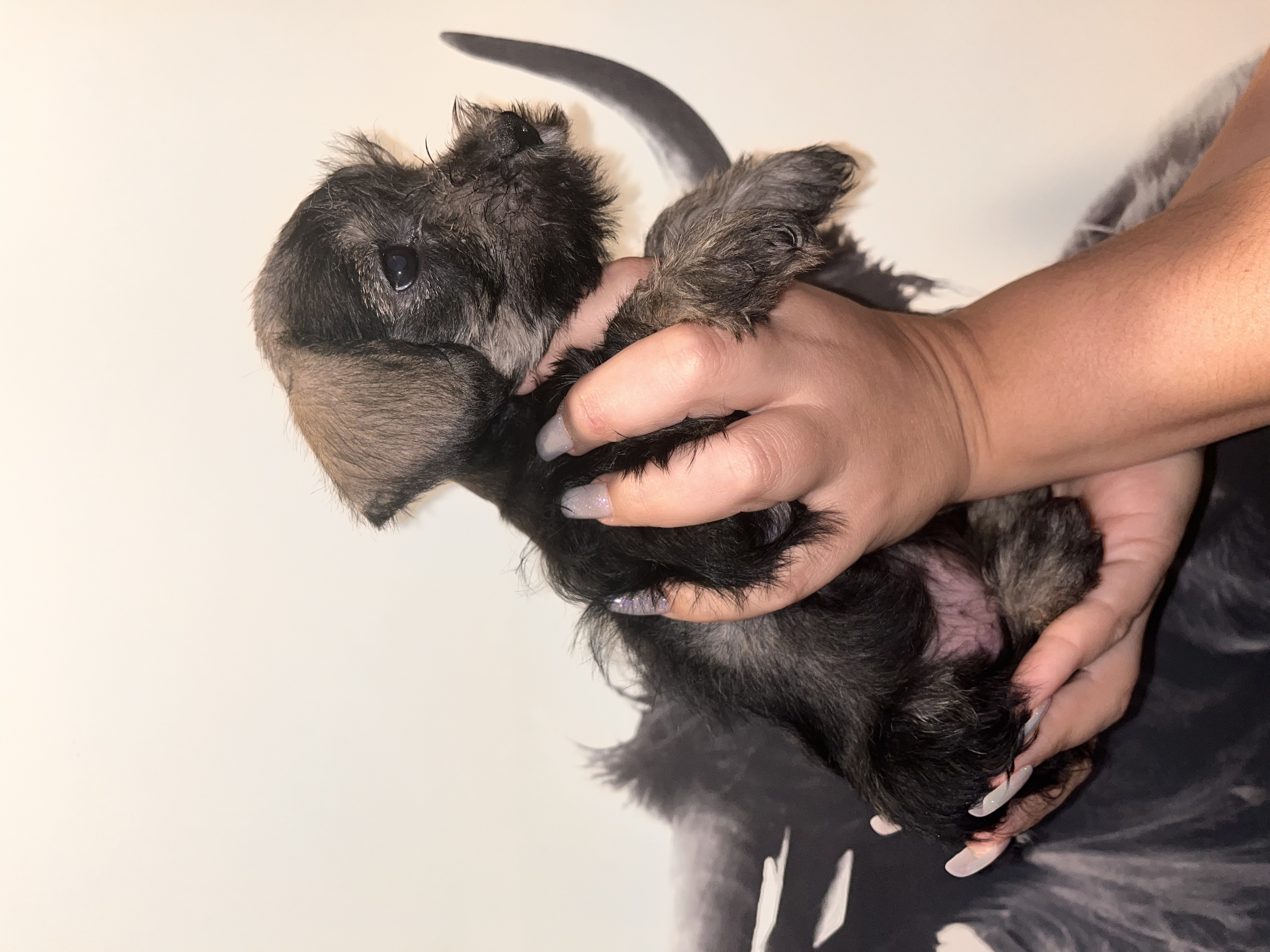 KeeLee, a Adopted Miniature Schnauzer in Buffalo, NY image 2/3