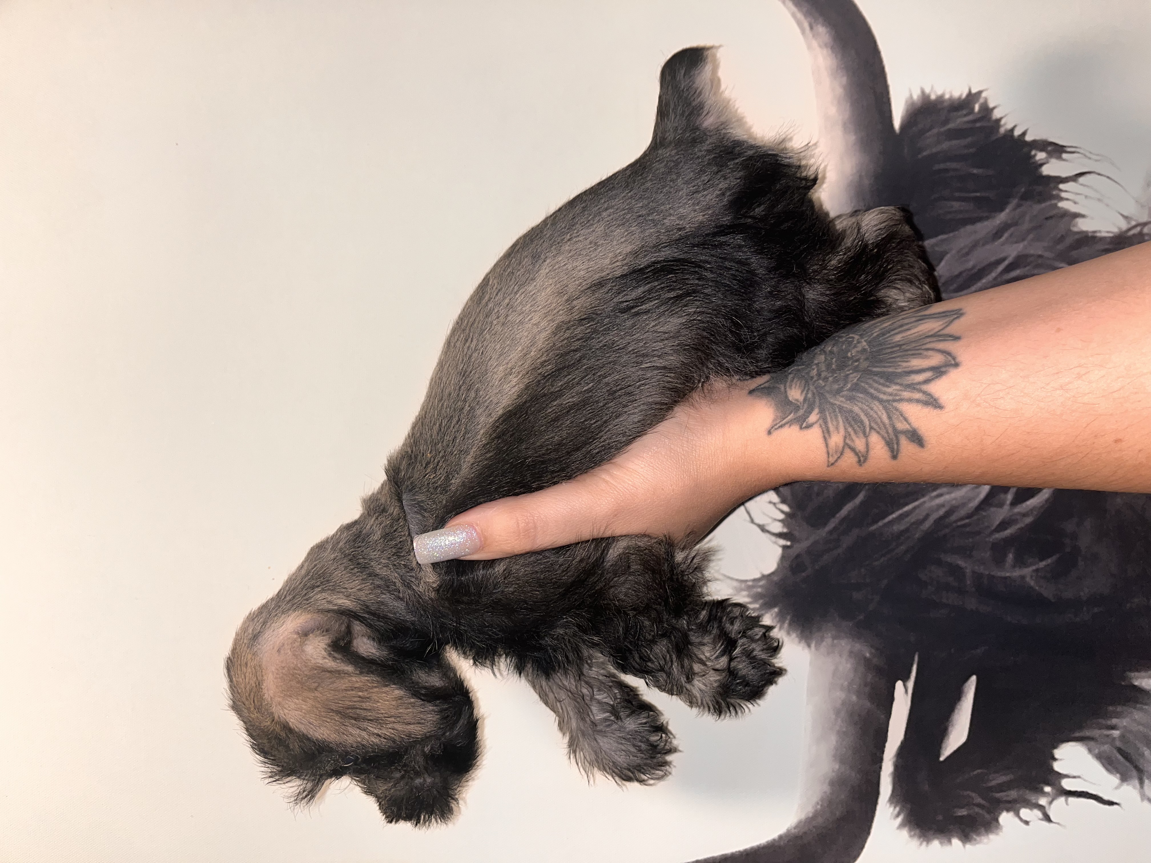 KeeLee, a Adopted Miniature Schnauzer in Buffalo, NY image 3/3