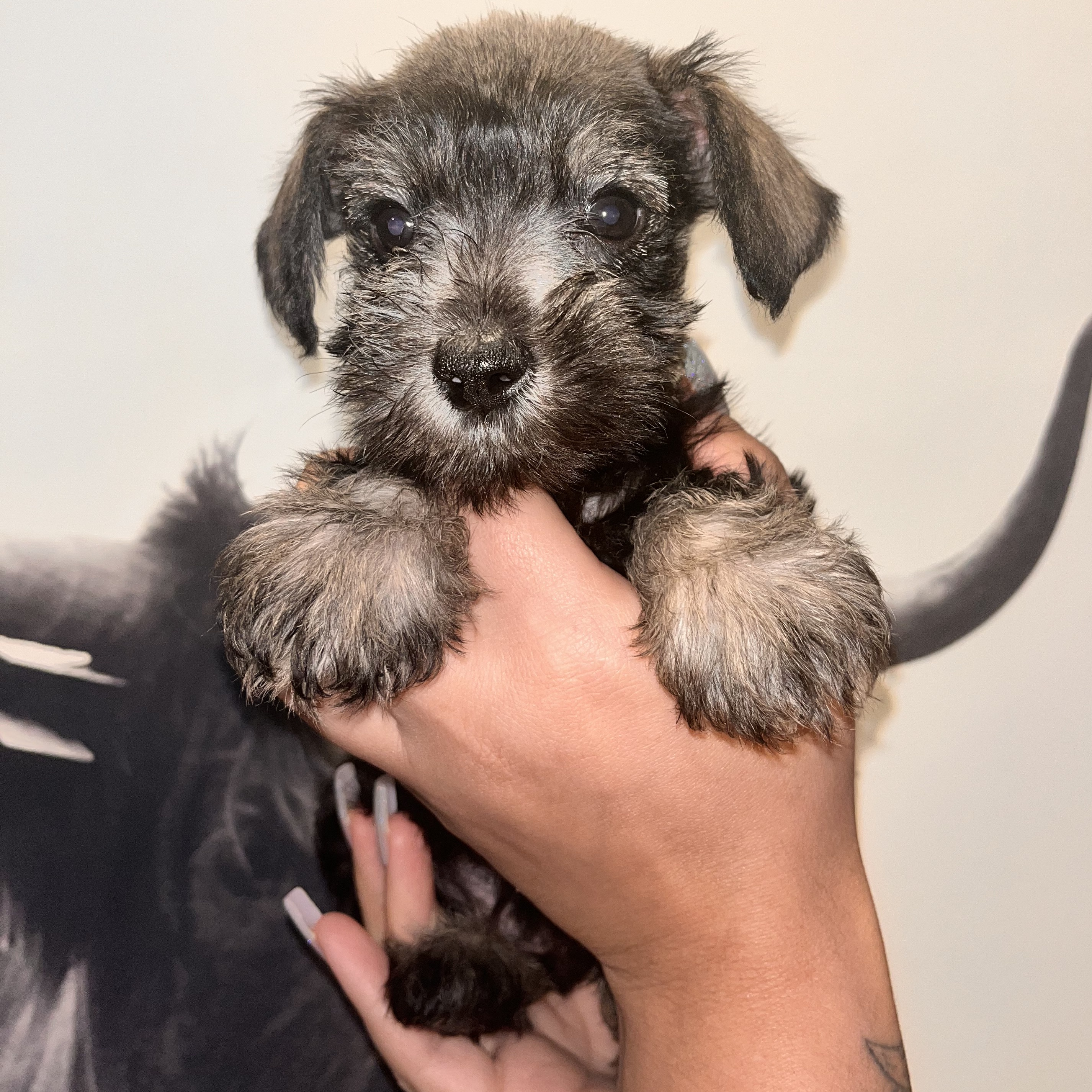 KeeLee, a Adopted Miniature Schnauzer in Buffalo, NY image 1/3