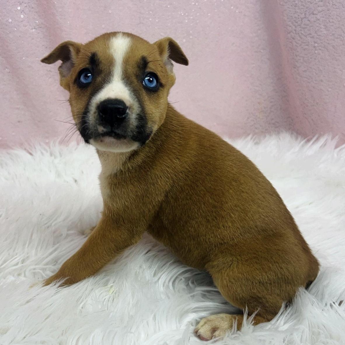 Myrtle, ADOPTABLE, Puppy Female Boxer & German Shepherd Dog.