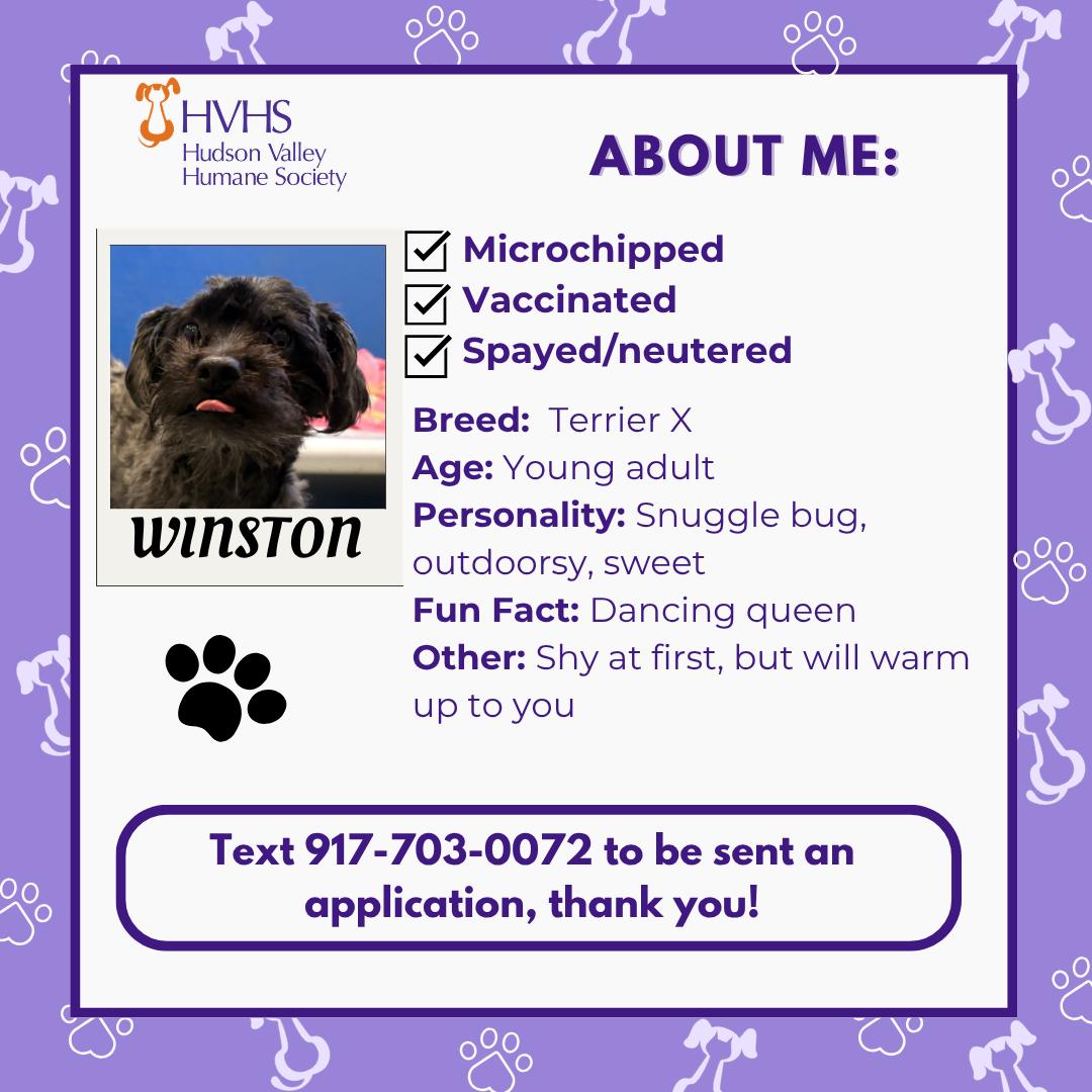 Enlarge WINSTON, an adopted mixed breed in Pomona, NY image 2/2