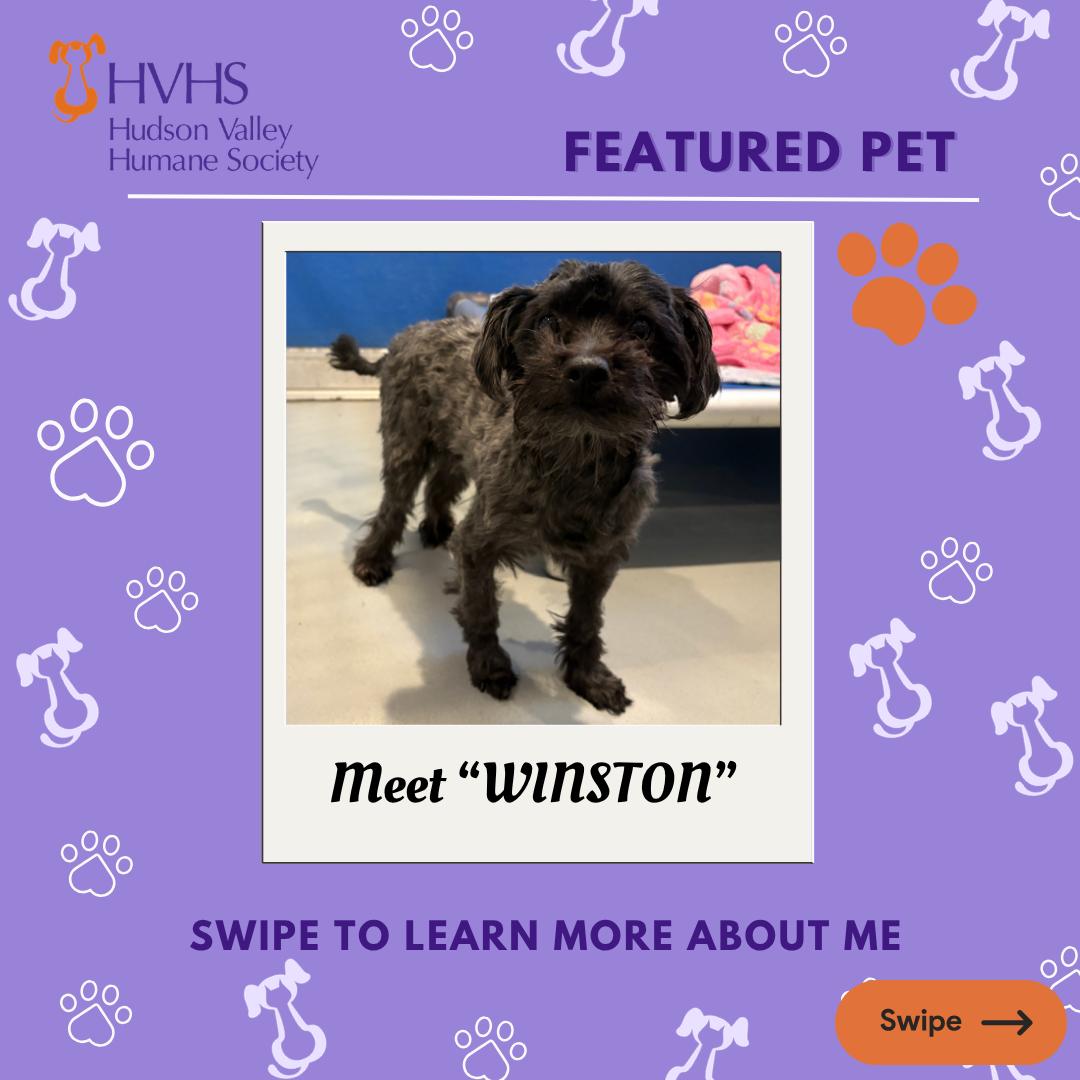 WINSTON, adopted, Young Male Terrier.