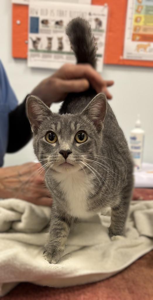 Enlarge Oteria, a Adoptable mixed breed in Saint Paul, MN image 1/2