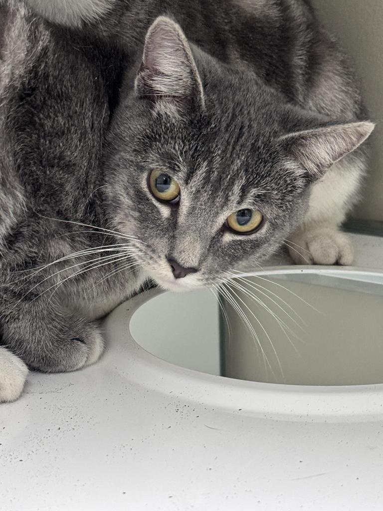 Enlarge Oteria, a Adoptable mixed breed in Saint Paul, MN image 2/2