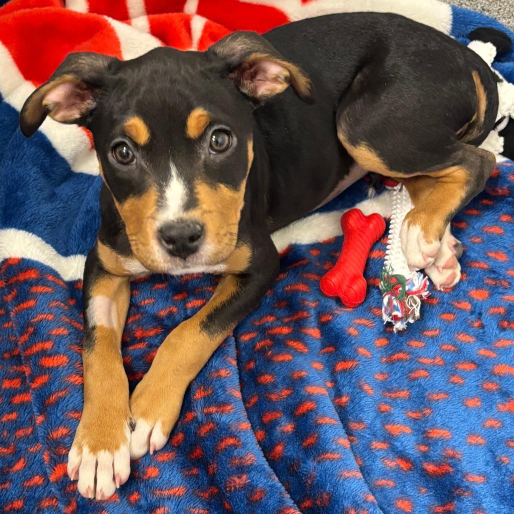 Ceres, Adoptable, Puppy Female Mixed Breed.