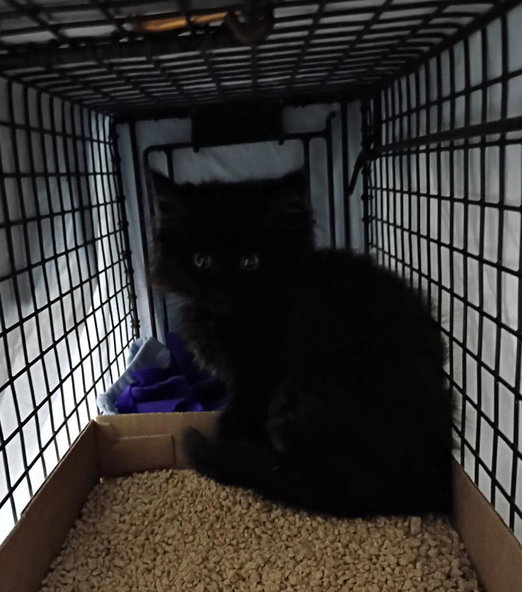 Jimmie Joan, Adopted, Kitten Female Maine Coon & Domestic Long Hair.