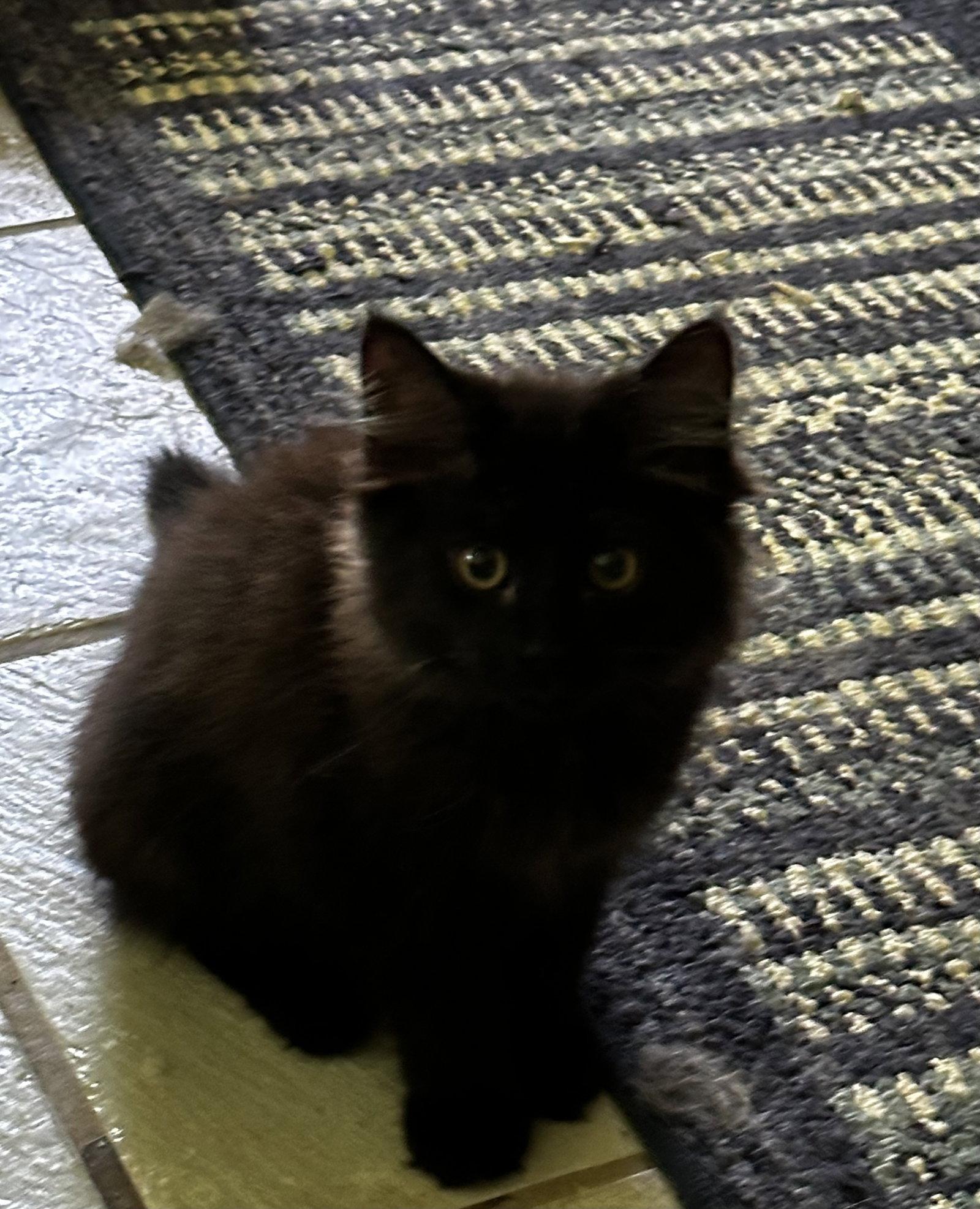 Jimmie Joan, a Adopted mixed breed in Georgetown, KY image 2/3