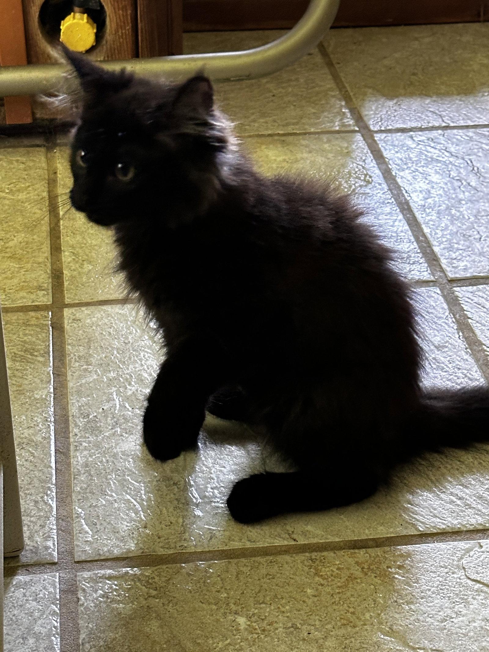 Jimmie Joan, a Adopted mixed breed in Georgetown, KY image 3/3