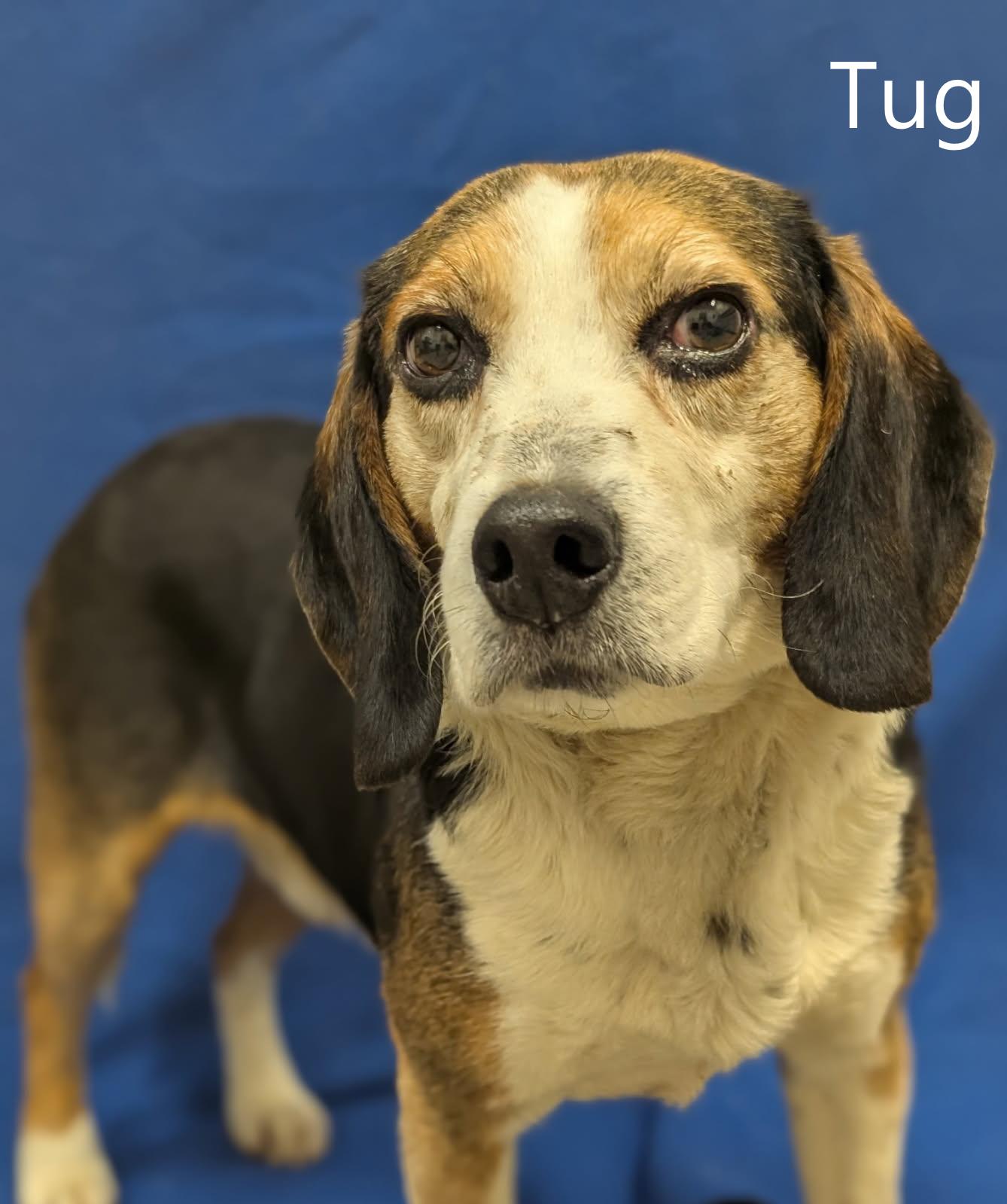 Enlarge Tug, a ADOPTABLE mixed breed in Mount Vernon, OH image 1/1