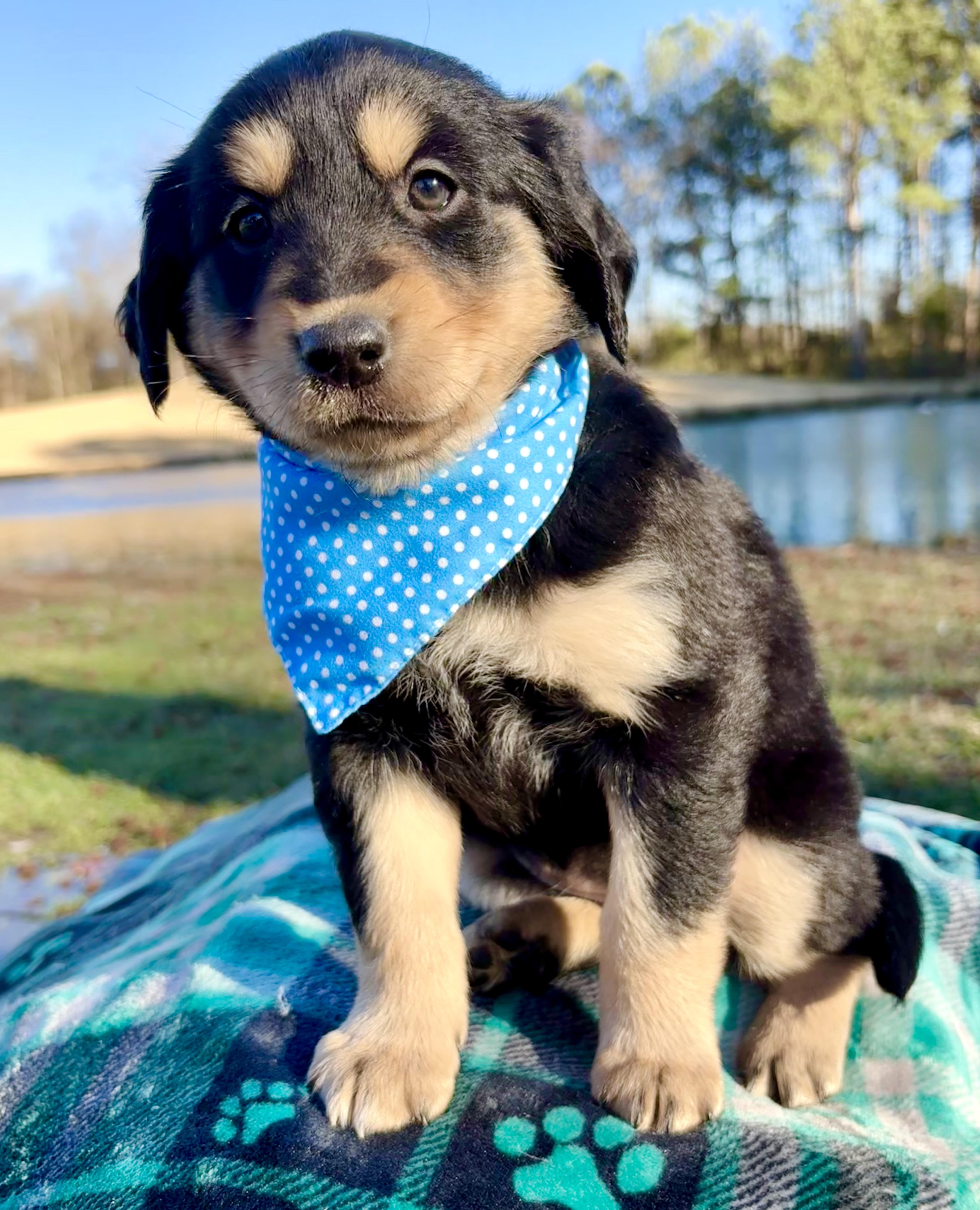 Enlarge Milano, a Adoptable mixed breed in Pittsboro, NC image 2/4