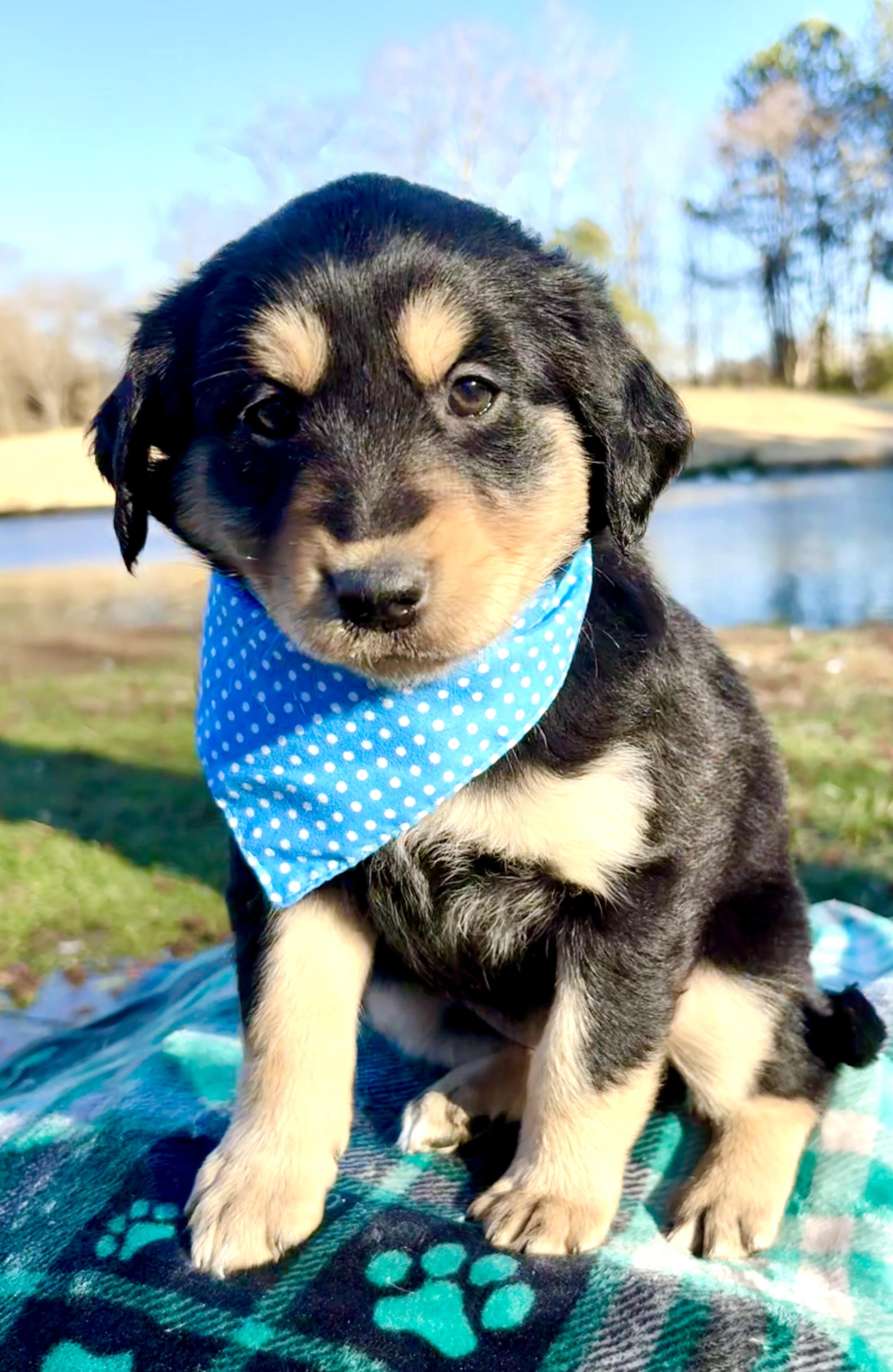 Enlarge Milano, a Adoptable mixed breed in Pittsboro, NC image 1/4
