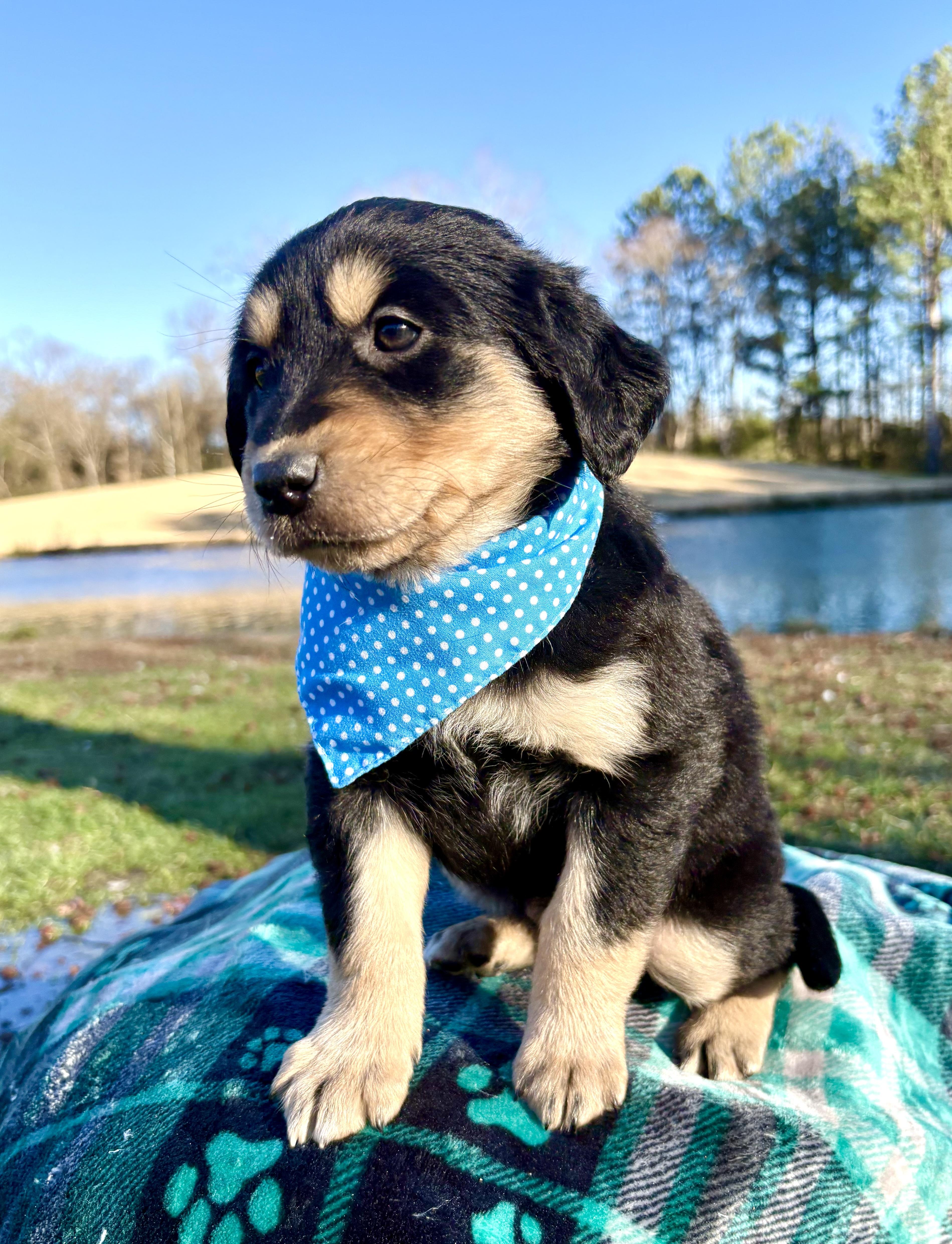 Enlarge Milano, a Adoptable mixed breed in Pittsboro, NC image 3/4