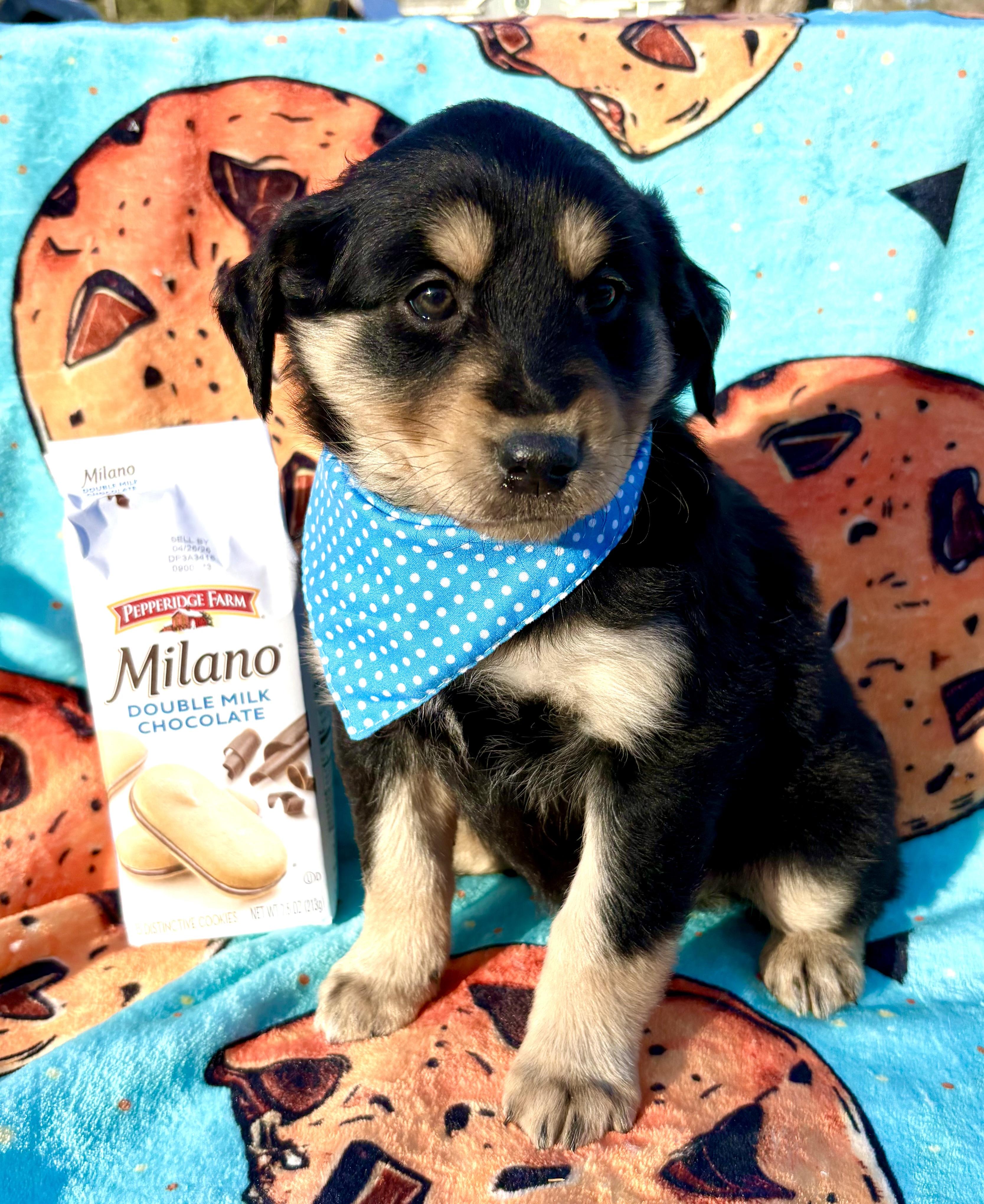 Enlarge Milano, a Adoptable mixed breed in Pittsboro, NC image 4/4