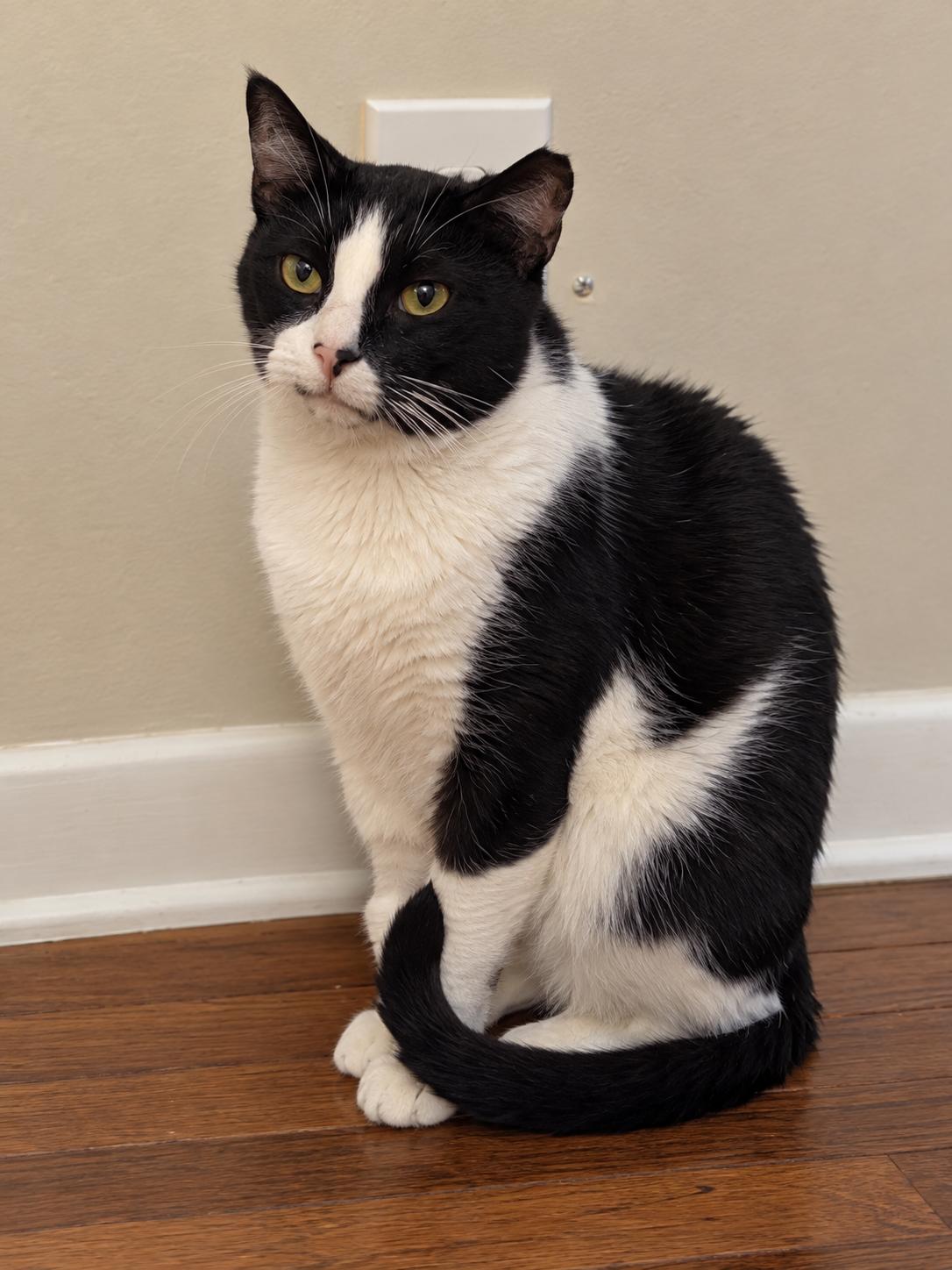 Enlarge Mr. Winston Purrcy, a Adoptable Domestic Short Hair in Charleston, SC image 2/5