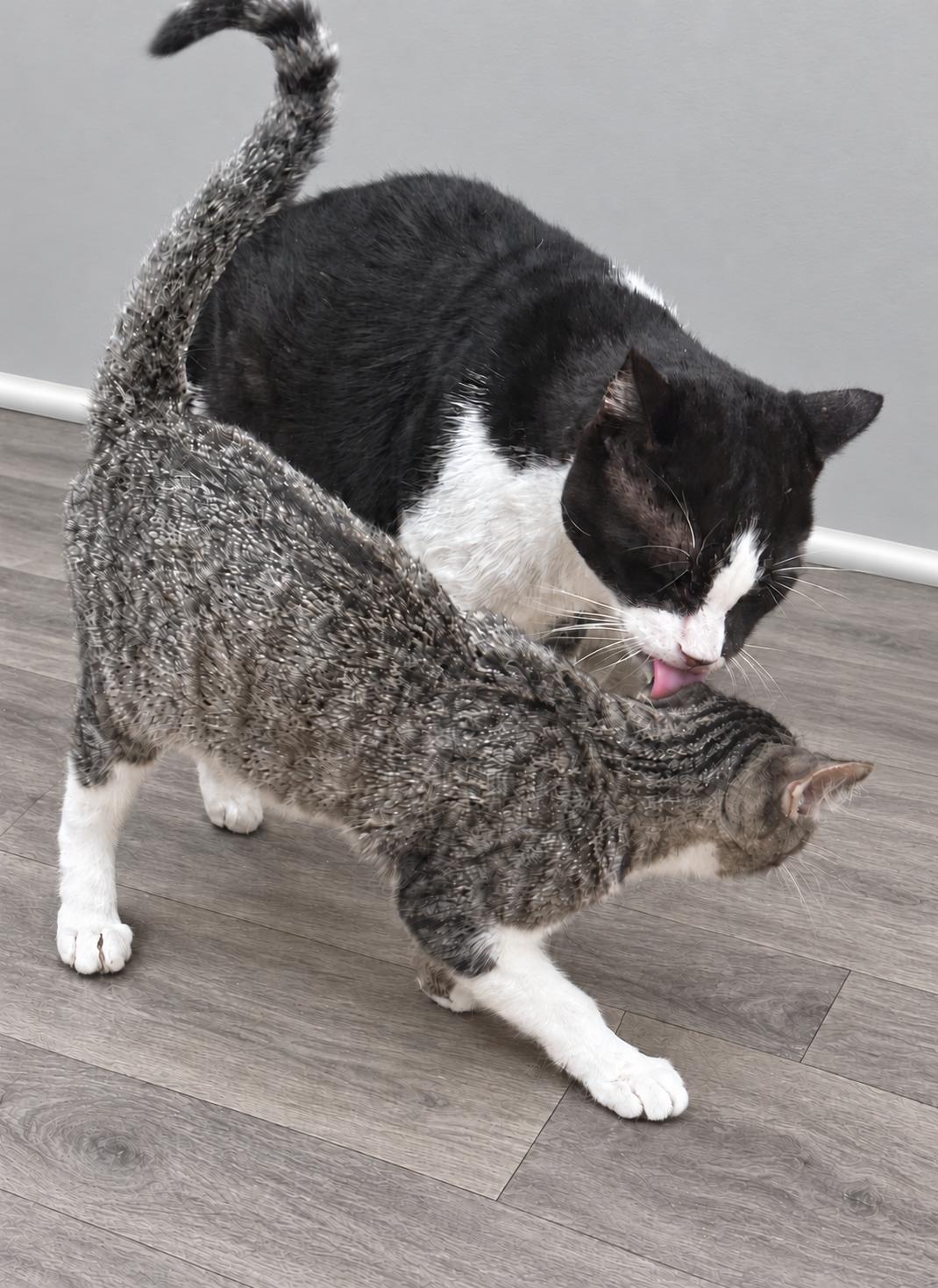 Enlarge Mr. Winston Purrcy, a Adoptable Domestic Short Hair in Charleston, SC image 4/5