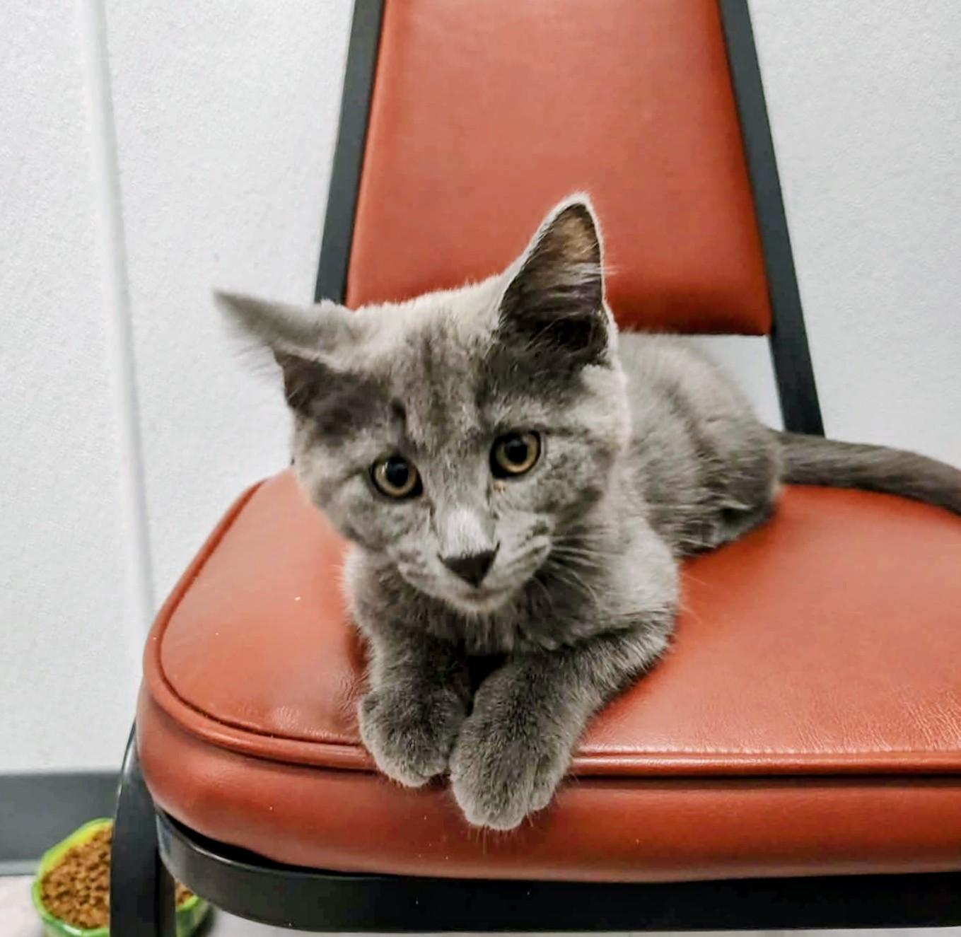Sam - Playful and sweet, an adopted Domestic Short Hair in Hales Corners, WI image 5/5
