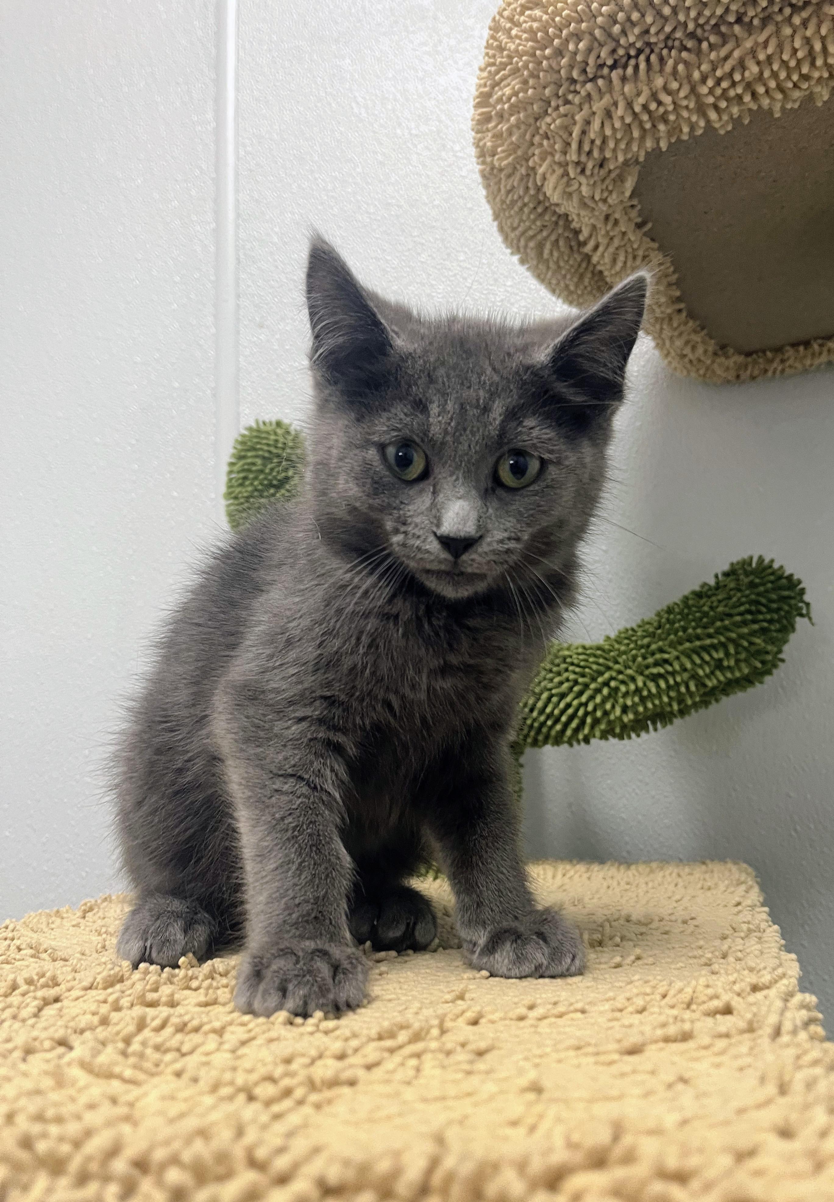 Sam - Playful and sweet, an adopted Domestic Short Hair in Hales Corners, WI image 2/5