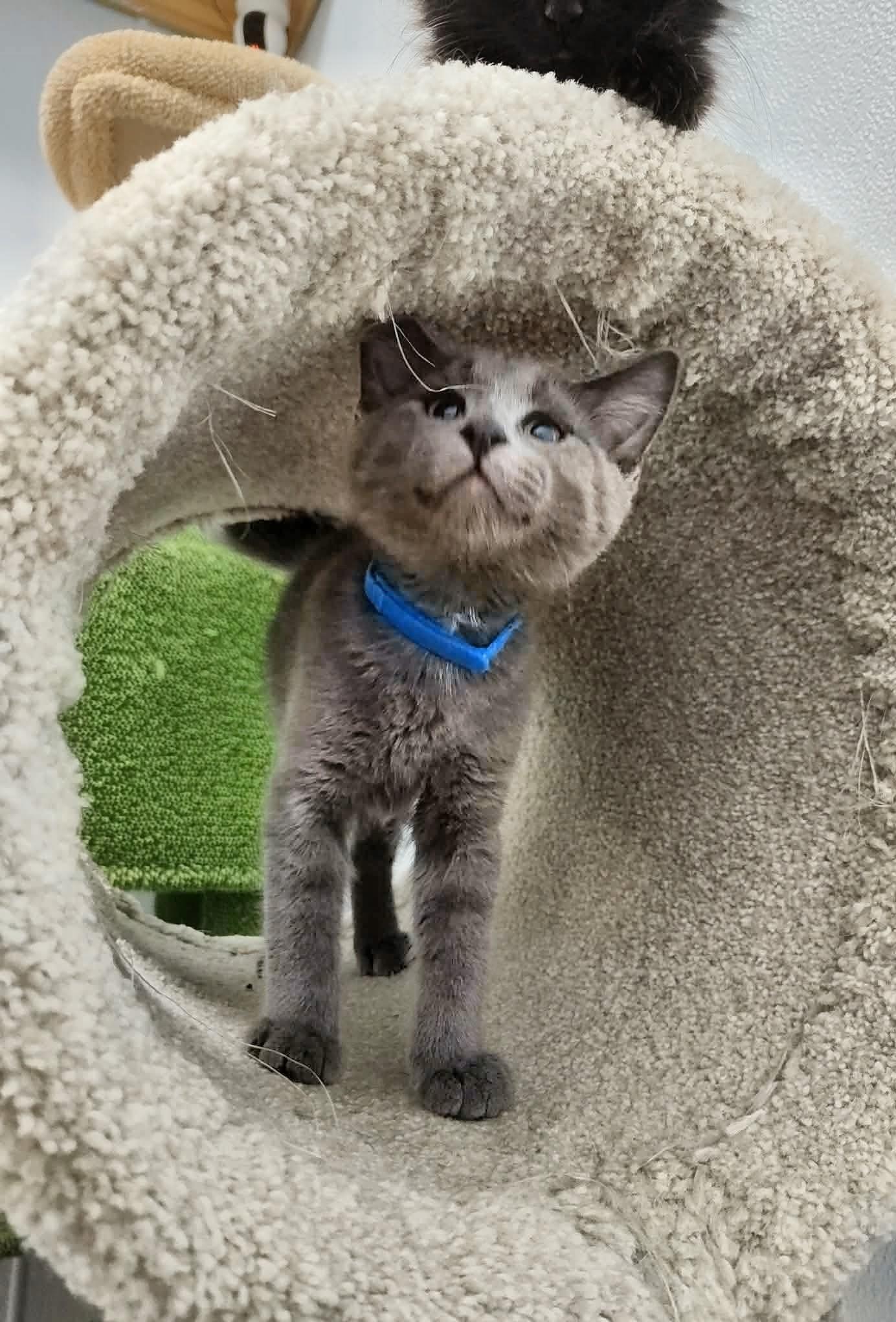Sam - Playful and sweet, adopted, Kitten Male Domestic Short Hair.