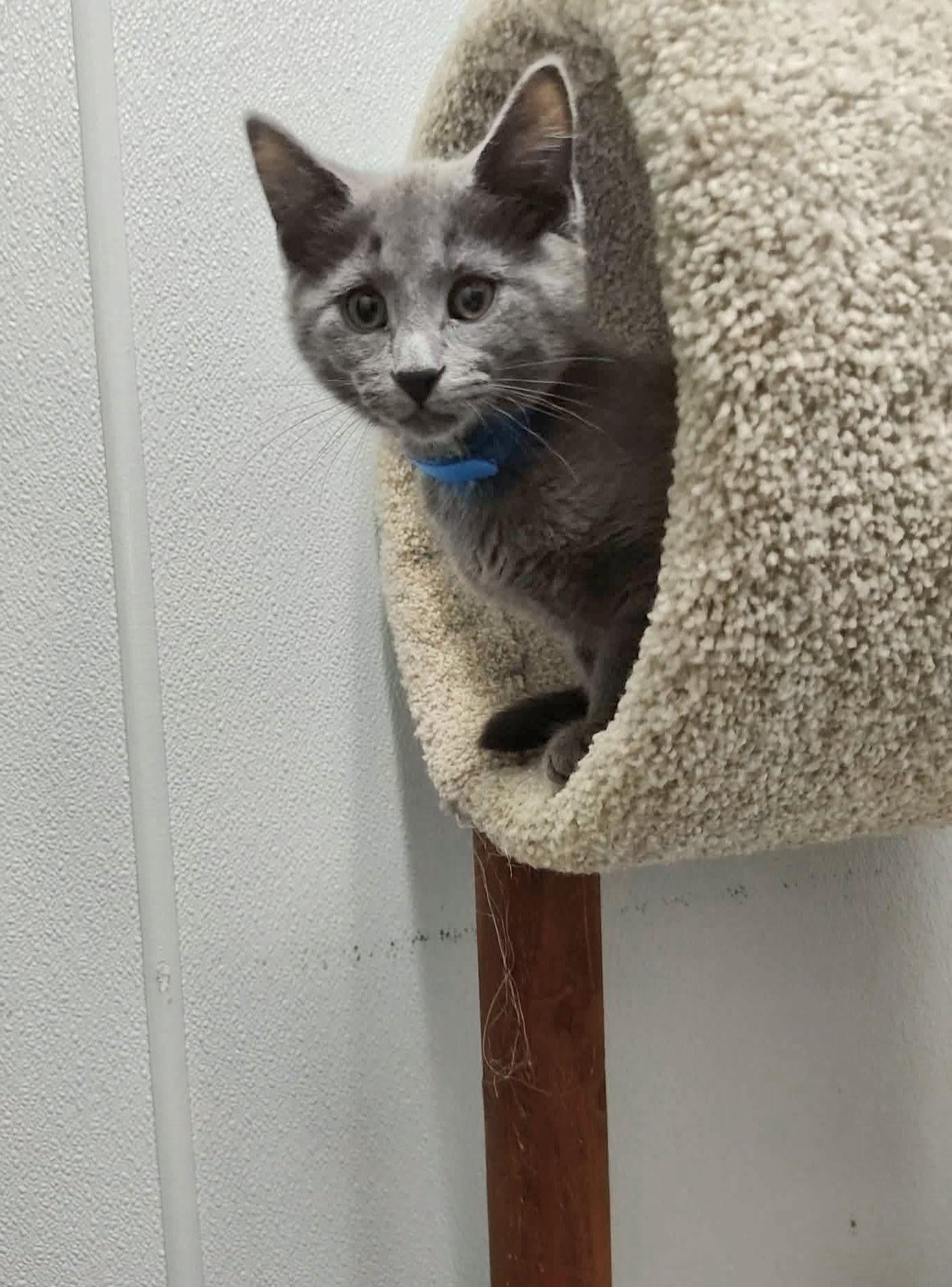 Sam - Playful and sweet, an adopted Domestic Short Hair in Hales Corners, WI image 3/5