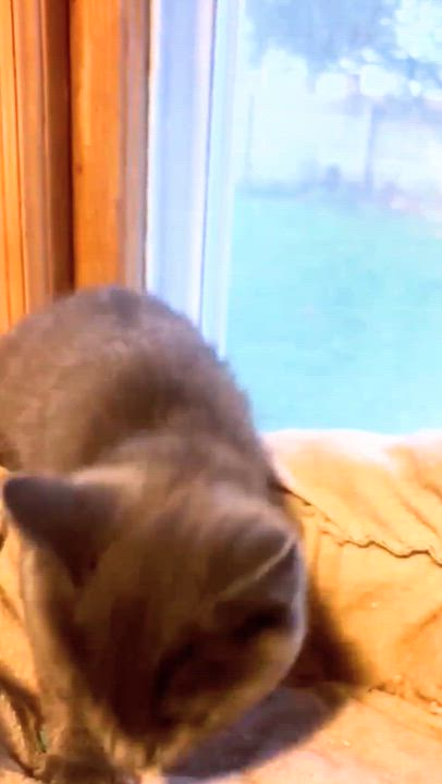 Enlarge Sam - Playful and sweet, an adopted Domestic Short Hair in Hales Corners, WI video 4/5