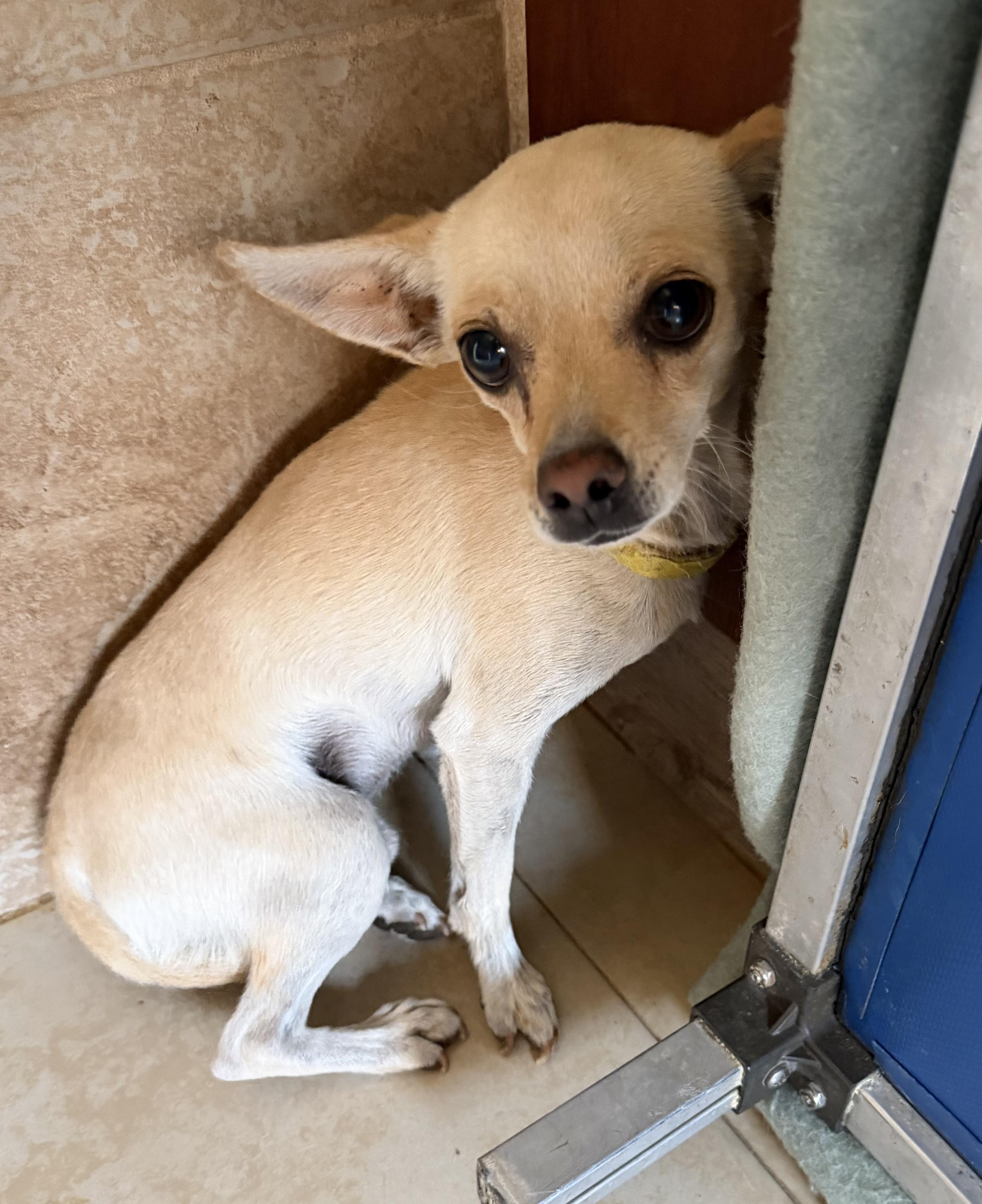 Chompers, ADOPTABLE, Young Male Chihuahua.