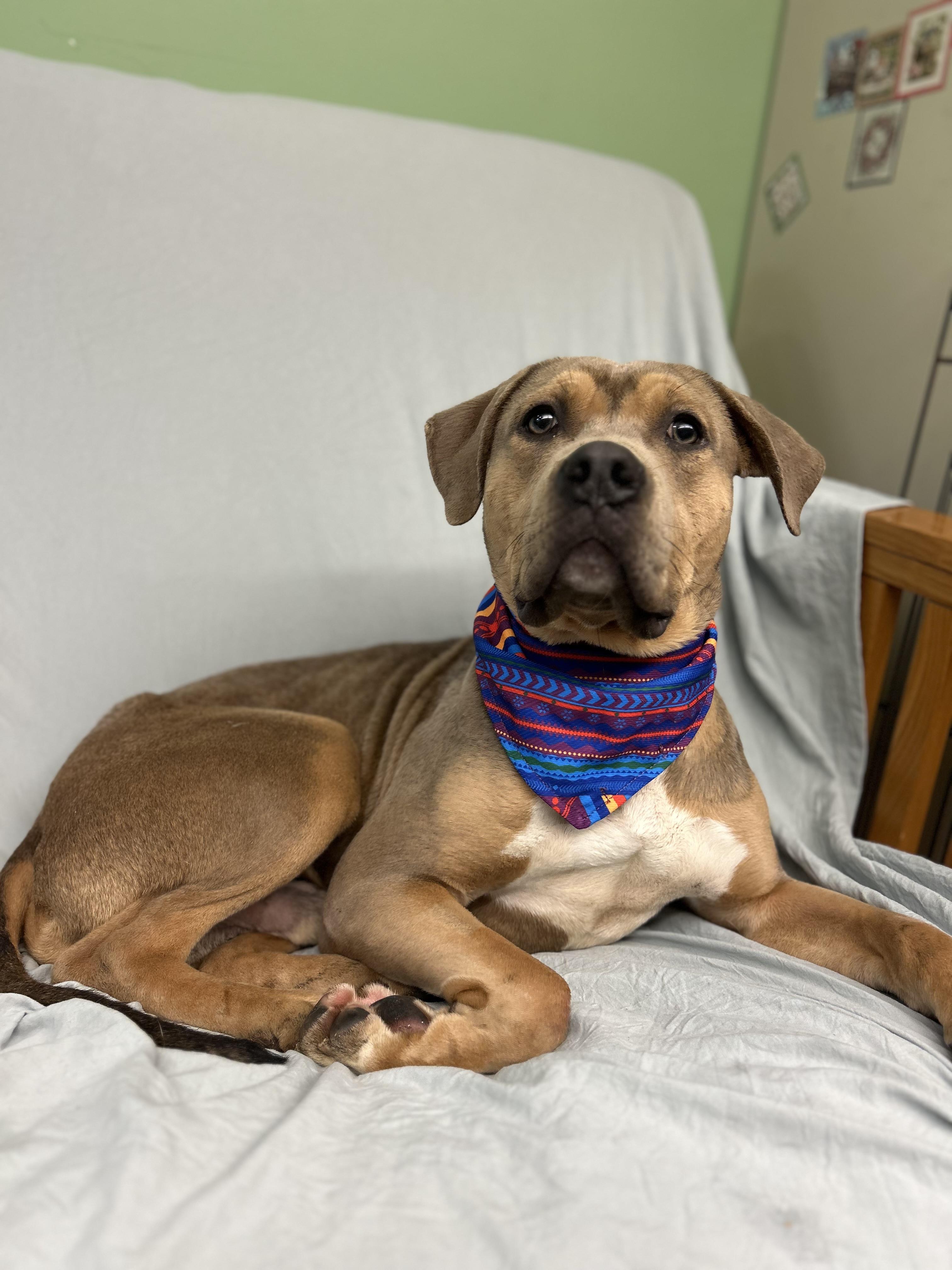 Reggie, ADOPTABLE, Adult Male Pit Bull Terrier.