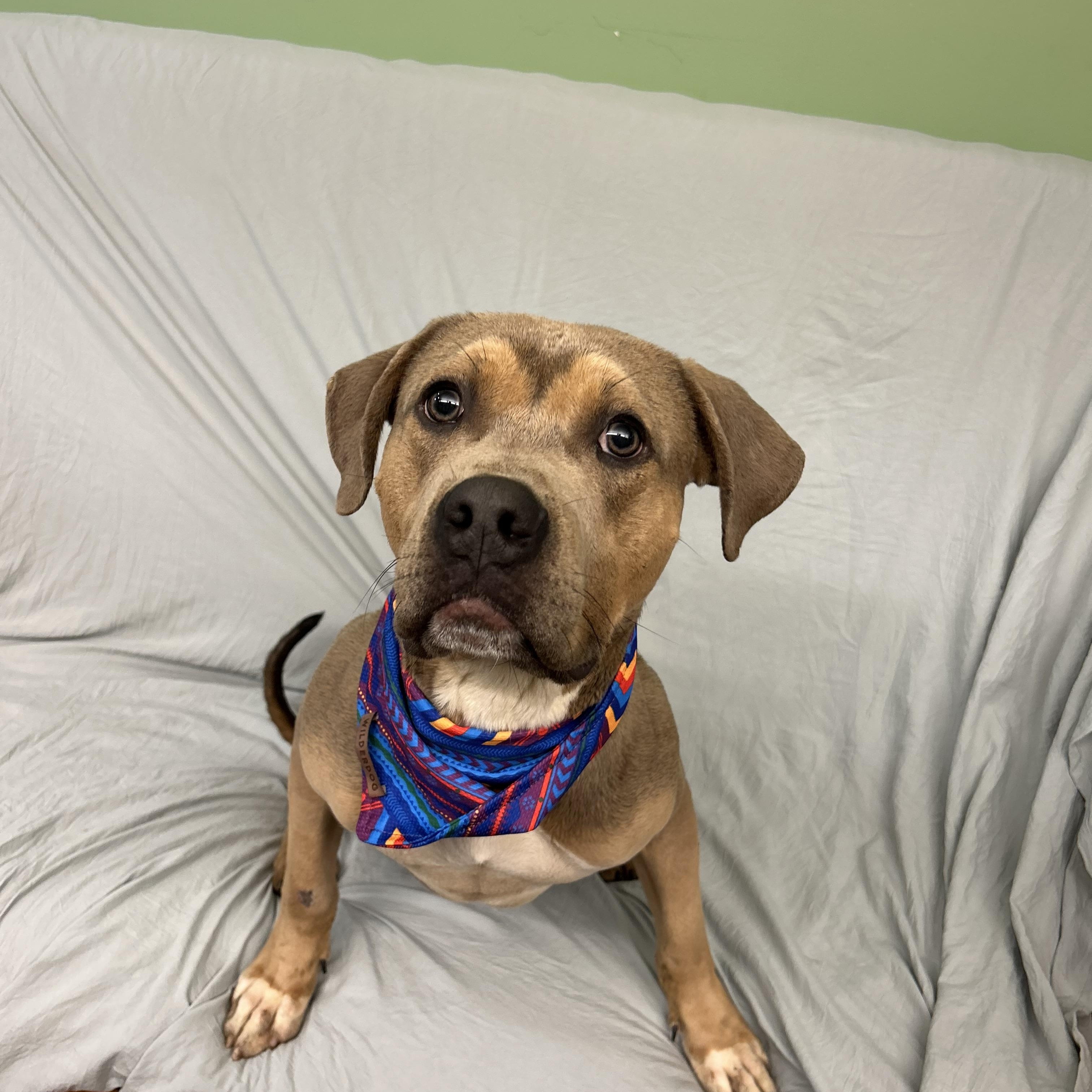Reggie, a ADOPTABLE mixed breed in Howes Cave, NY image 2/3