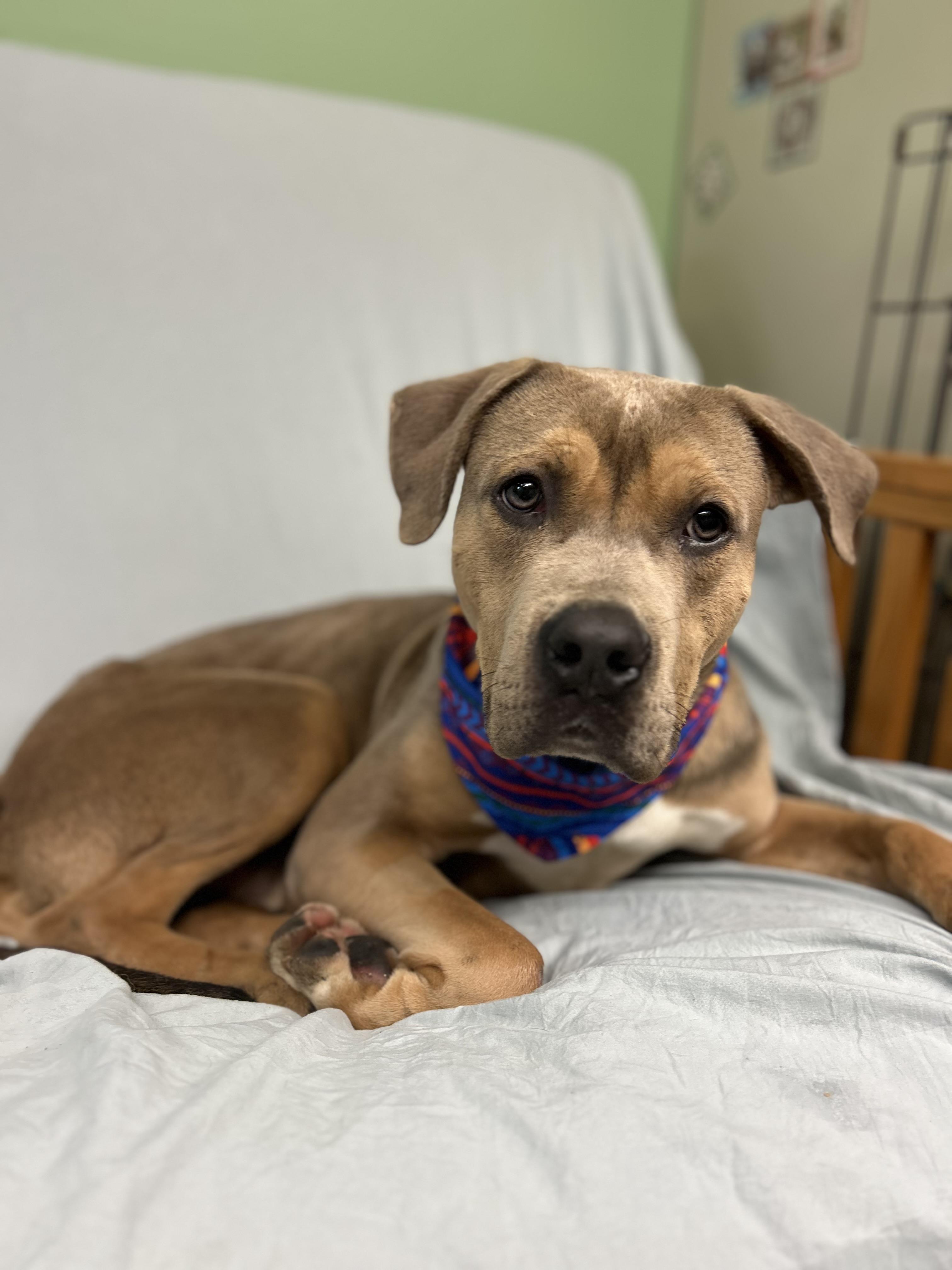 Reggie, a ADOPTABLE mixed breed in Howes Cave, NY image 3/3