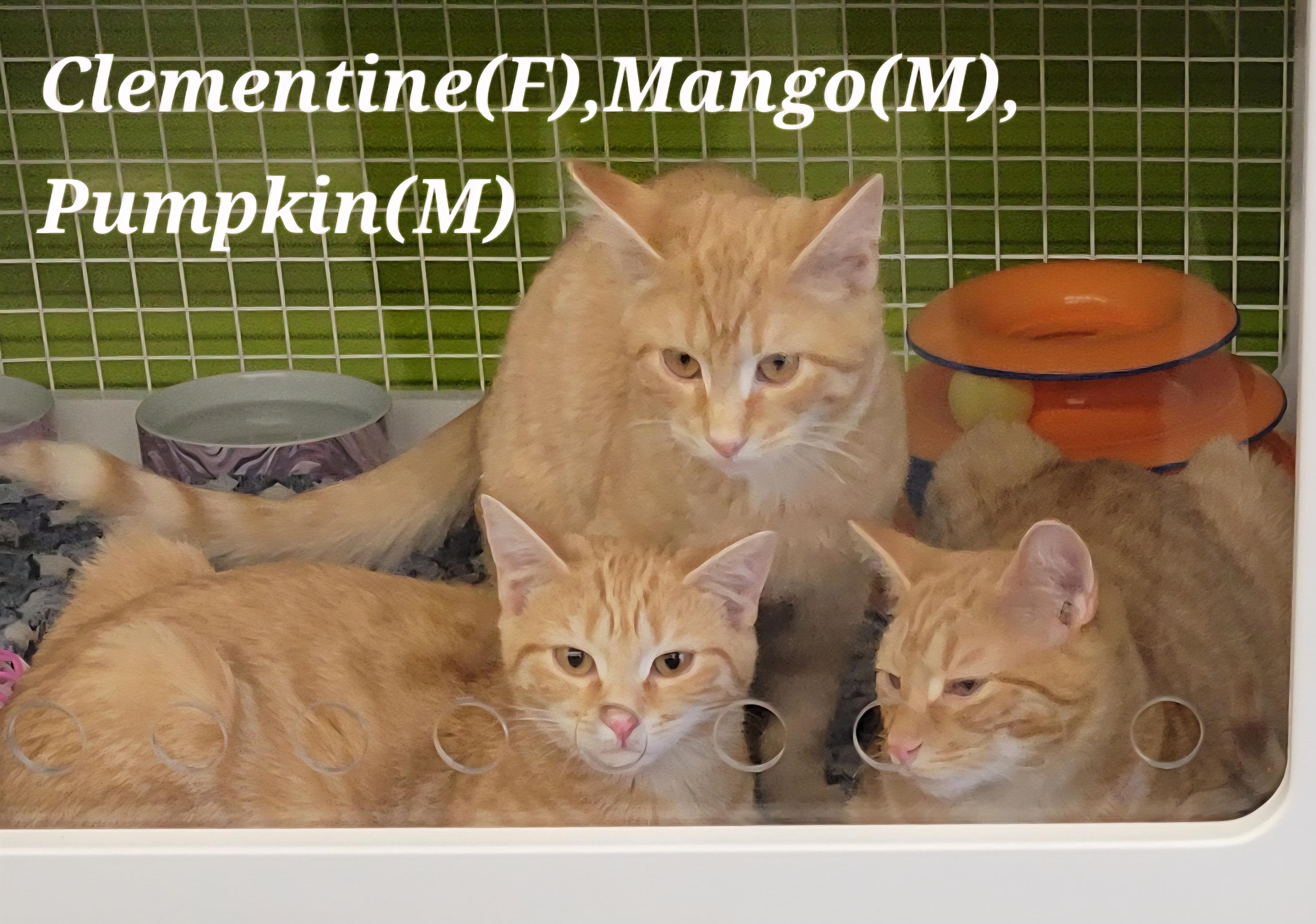 Enlarge Clementine, a Adoptable Domestic Short Hair in Green Brook, NJ image 2/2